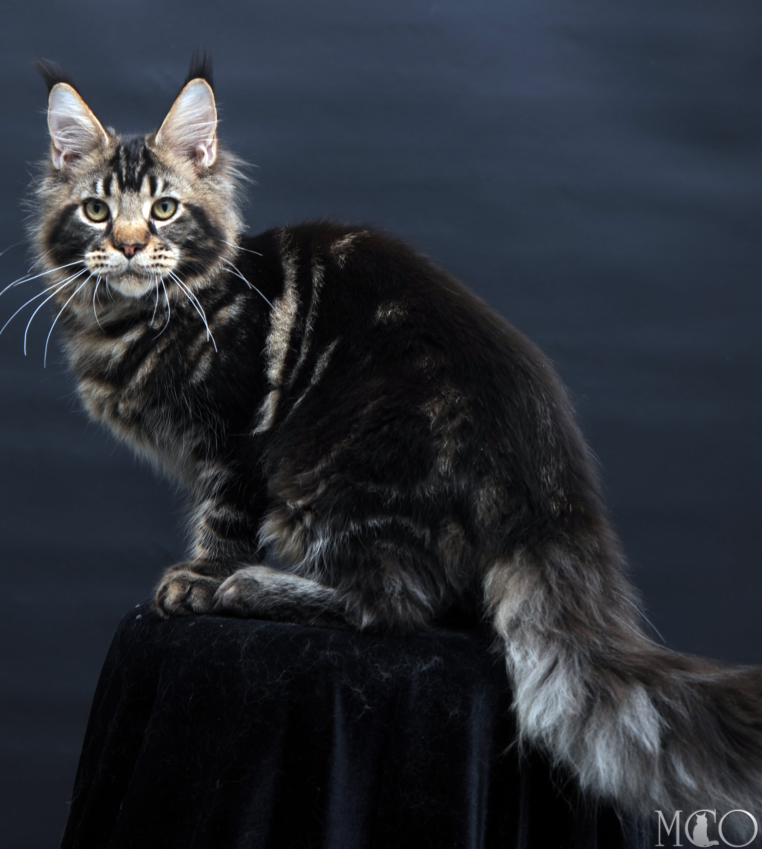Купить котенка Мейн кун Elvis, n 22
