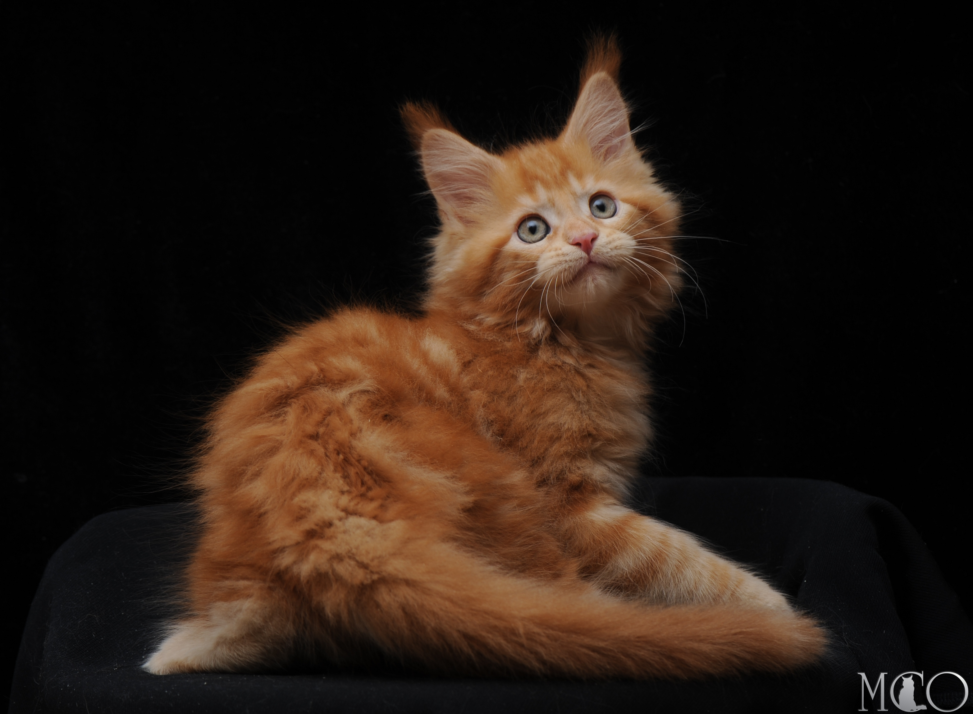 Купить котенка Мейн кун Darsy, d