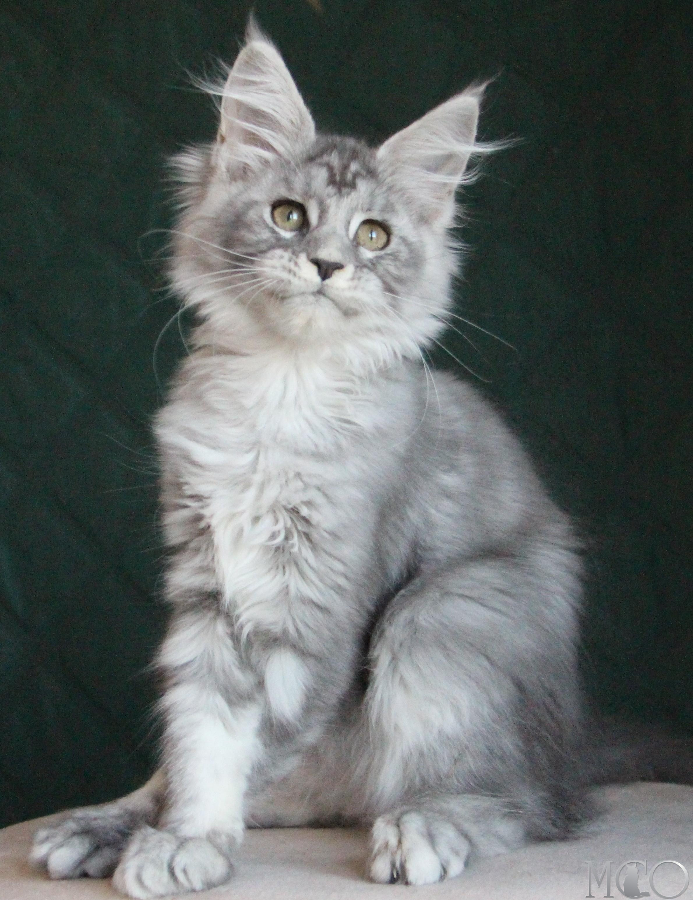 Купить котенка Мейн кун Clea, as 22