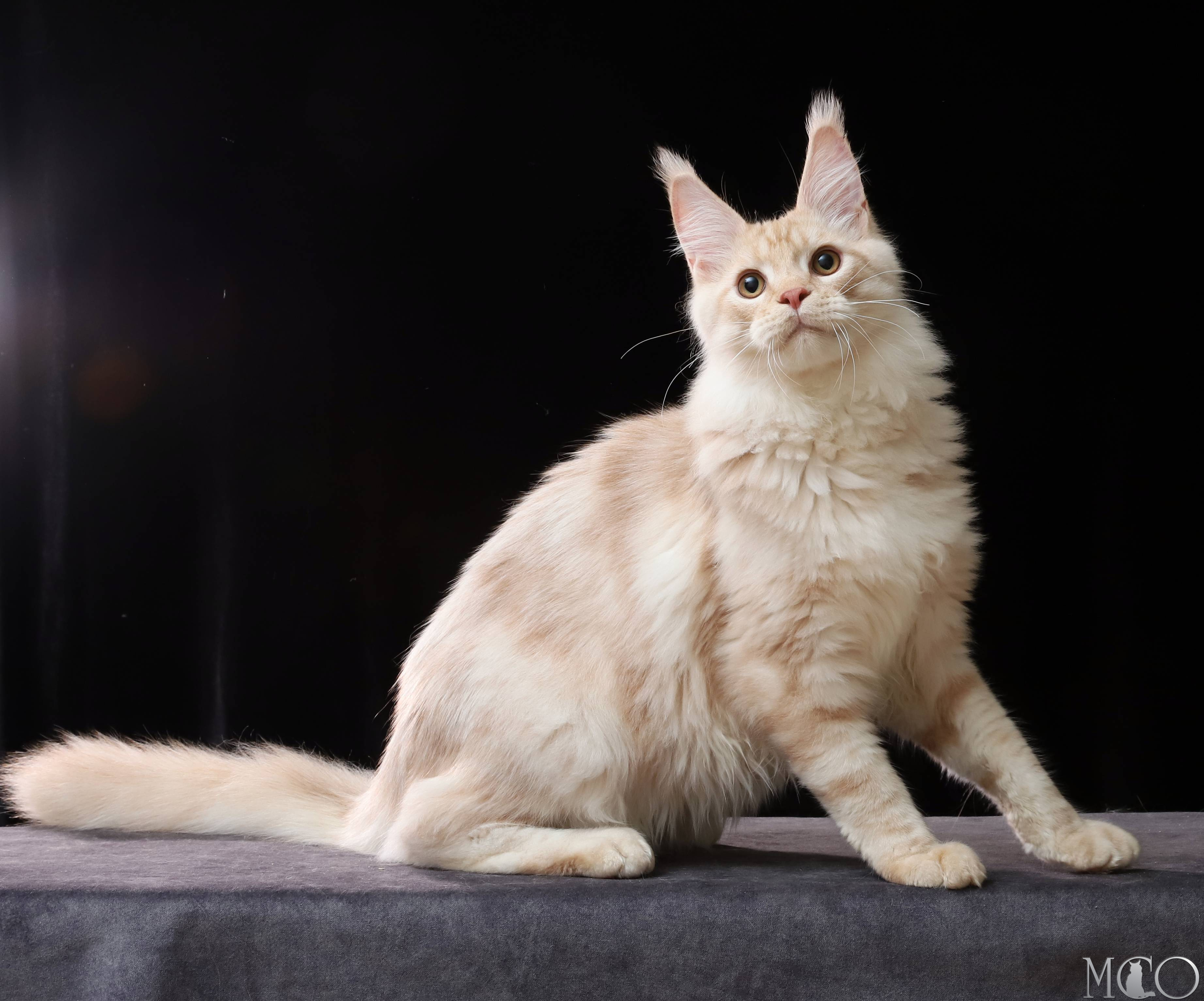 Купить котенка Мейн кун Quiller, es 22