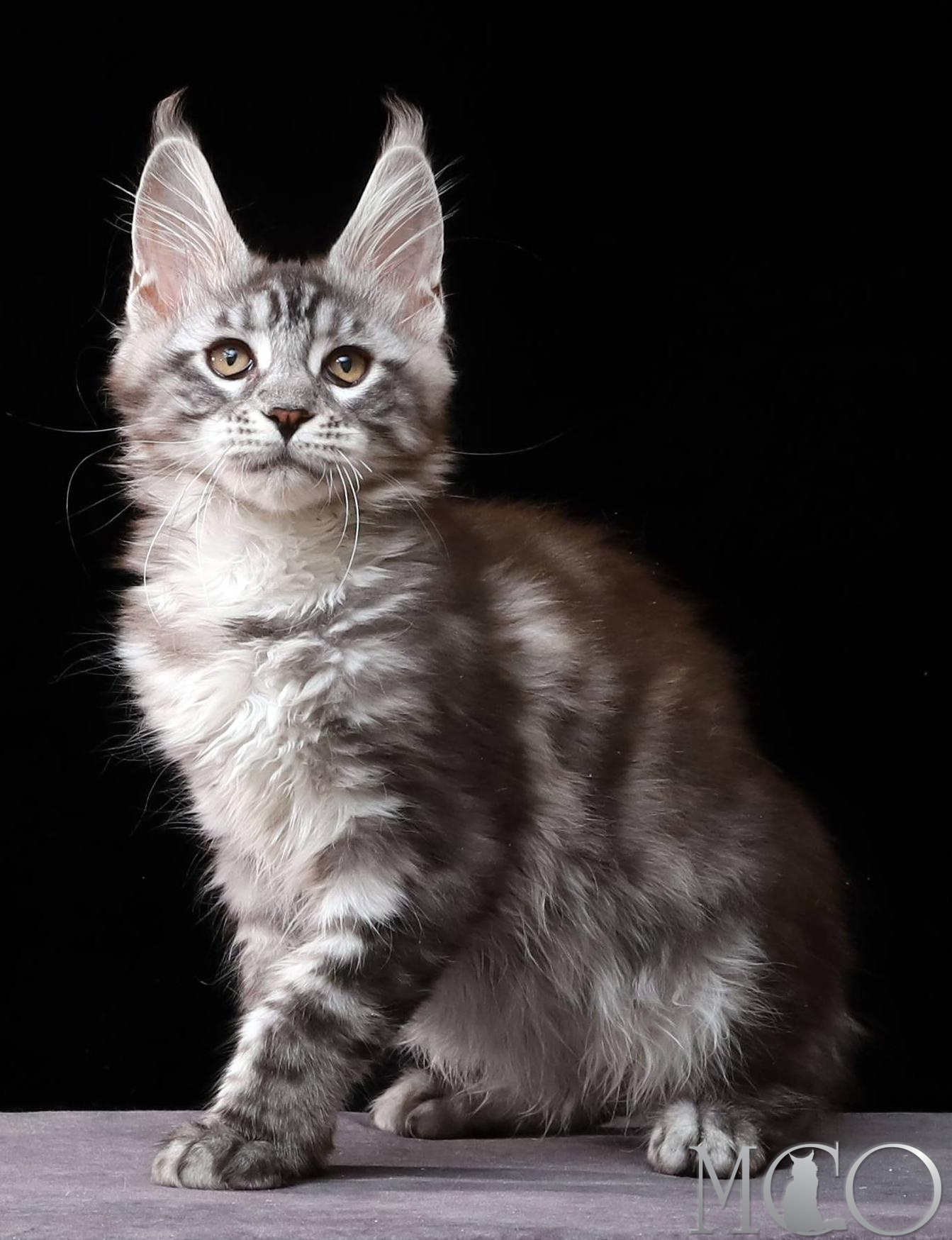 Купить котенка Мейн кун Cameron, ns 22