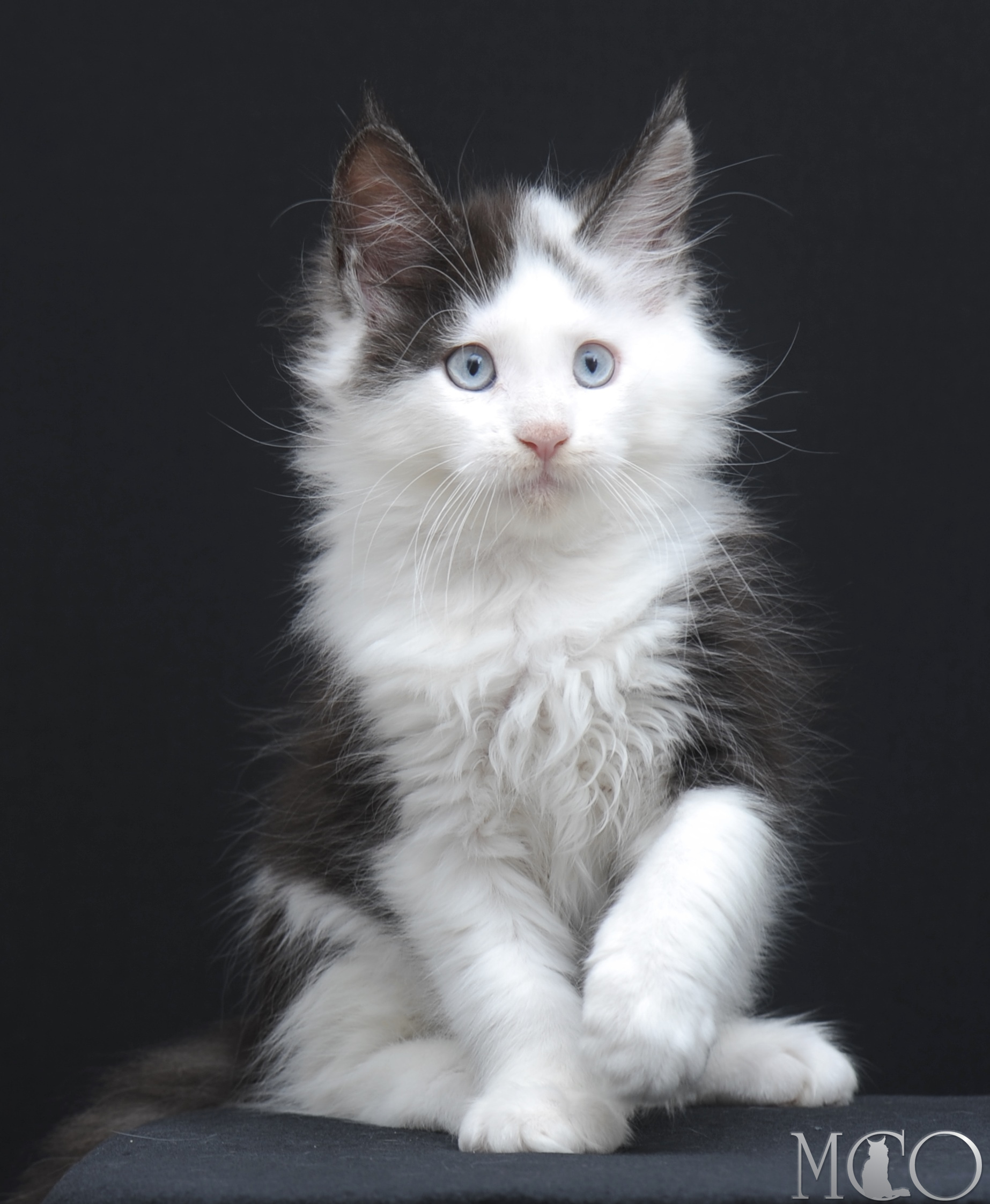 Купить котенка Мейн кун Wesley, ns 03 w61