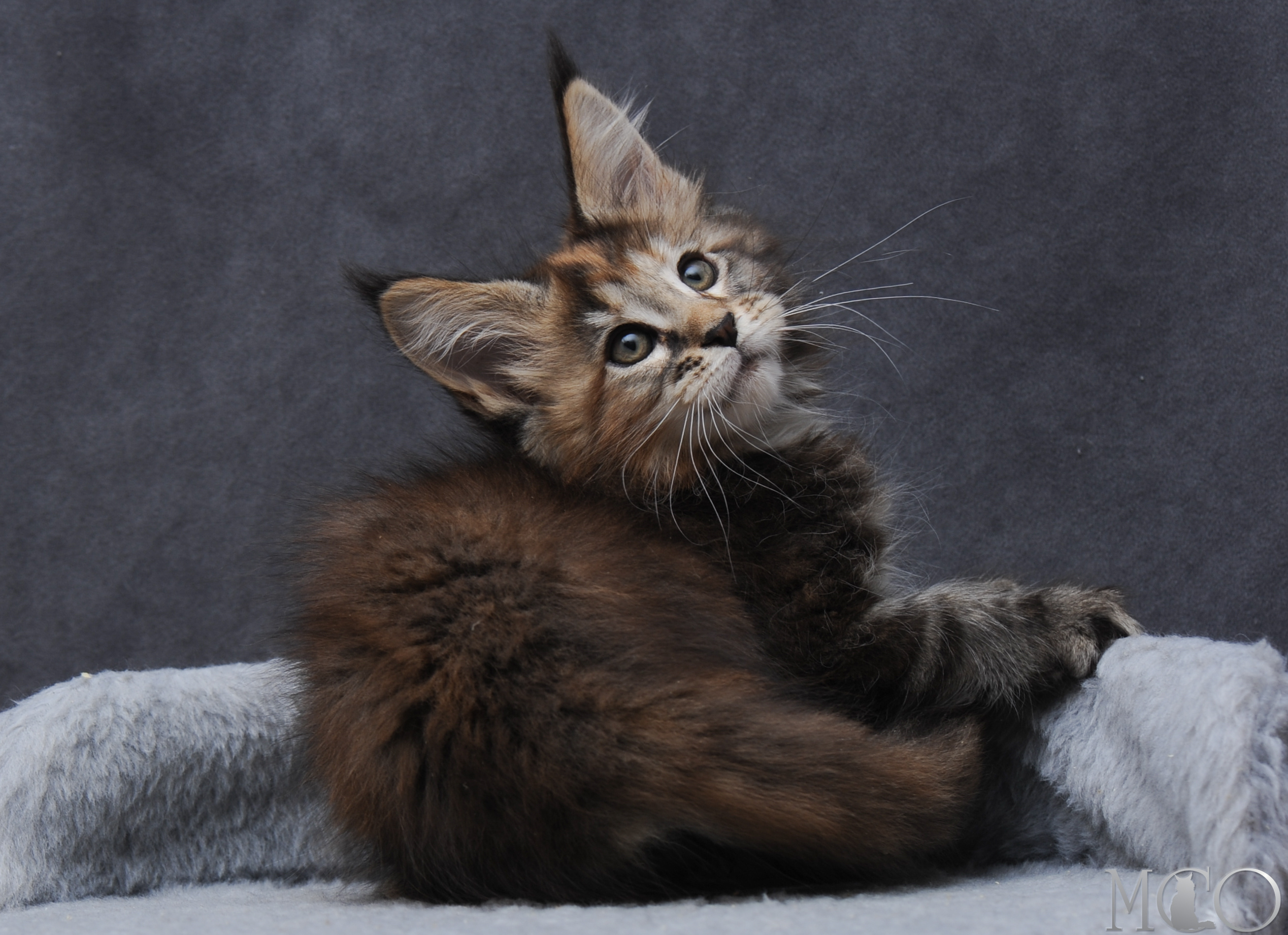 Купить котенка Мейн кун Gretta, f 22
