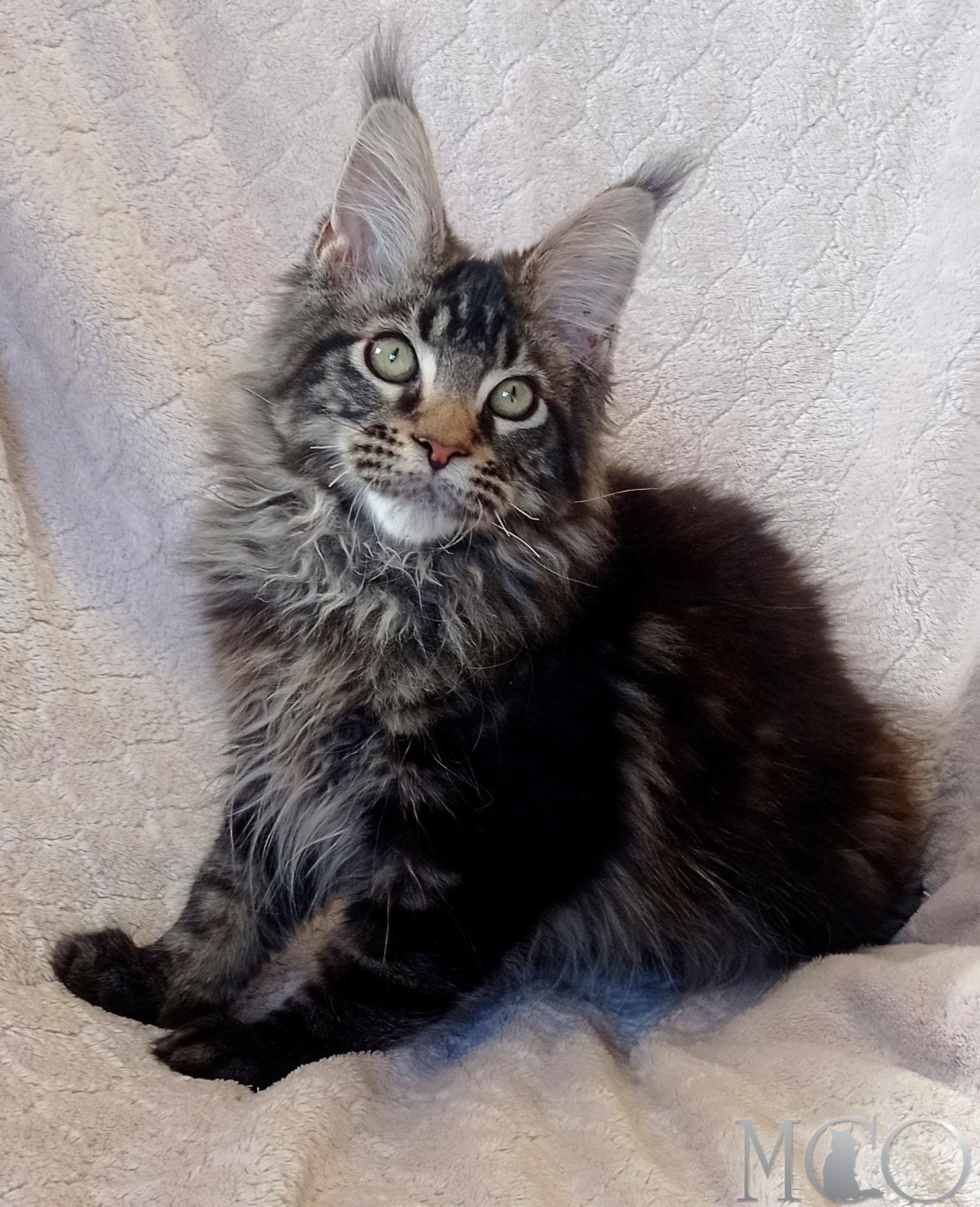 Купить котенка Мейн кун Bonus , n22