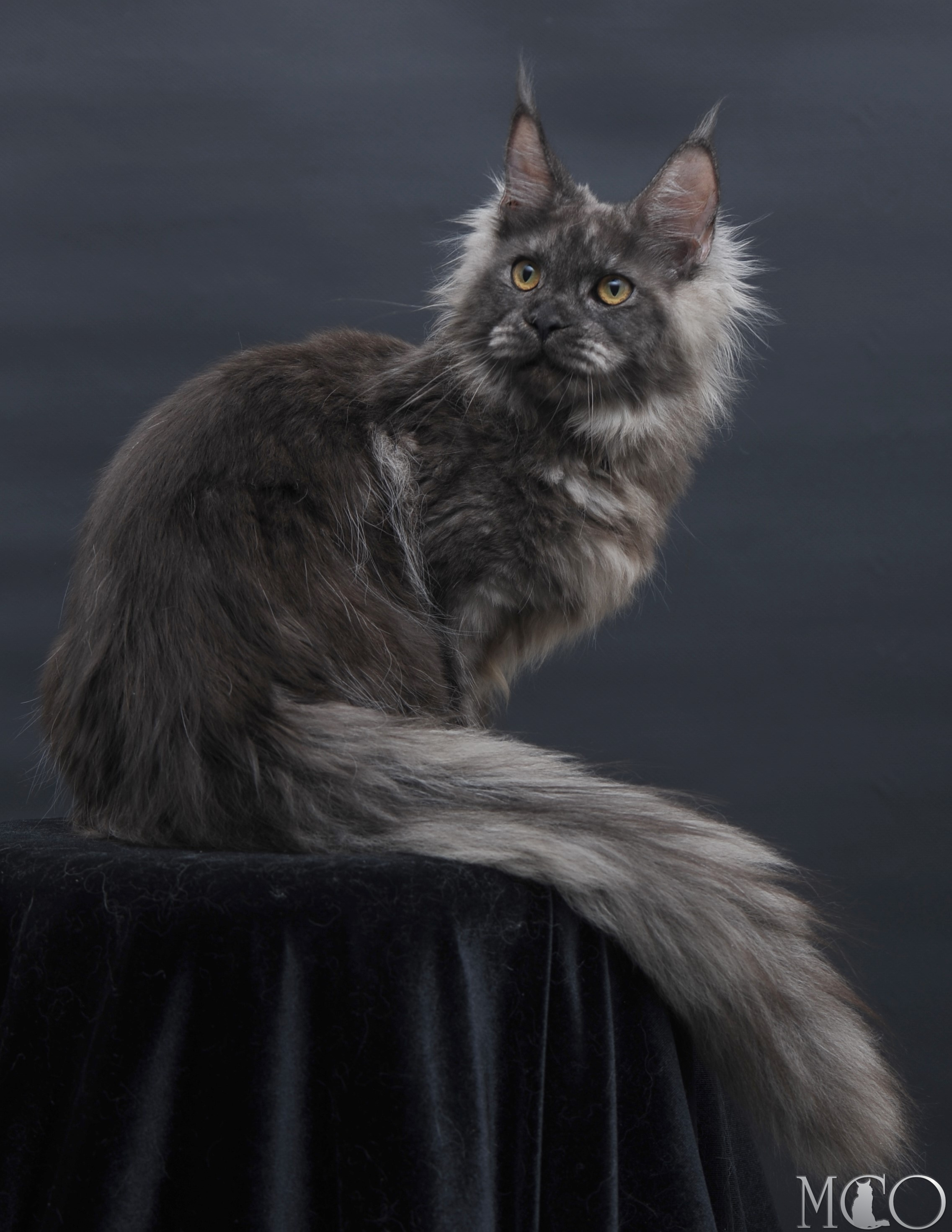 Купить котенка Мейн кун Esenia, ns