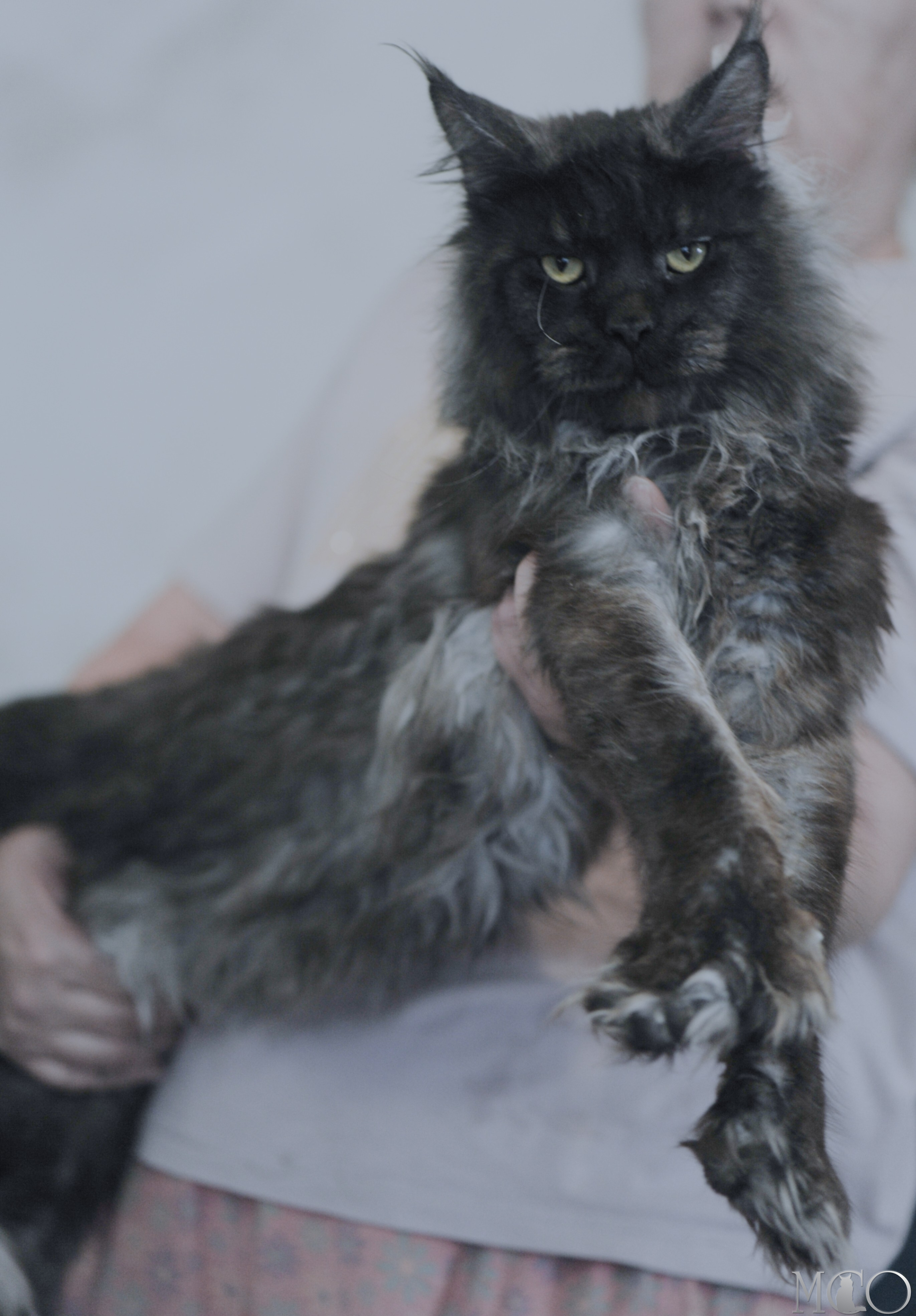  Шикарный, брутальный кот полидакт.