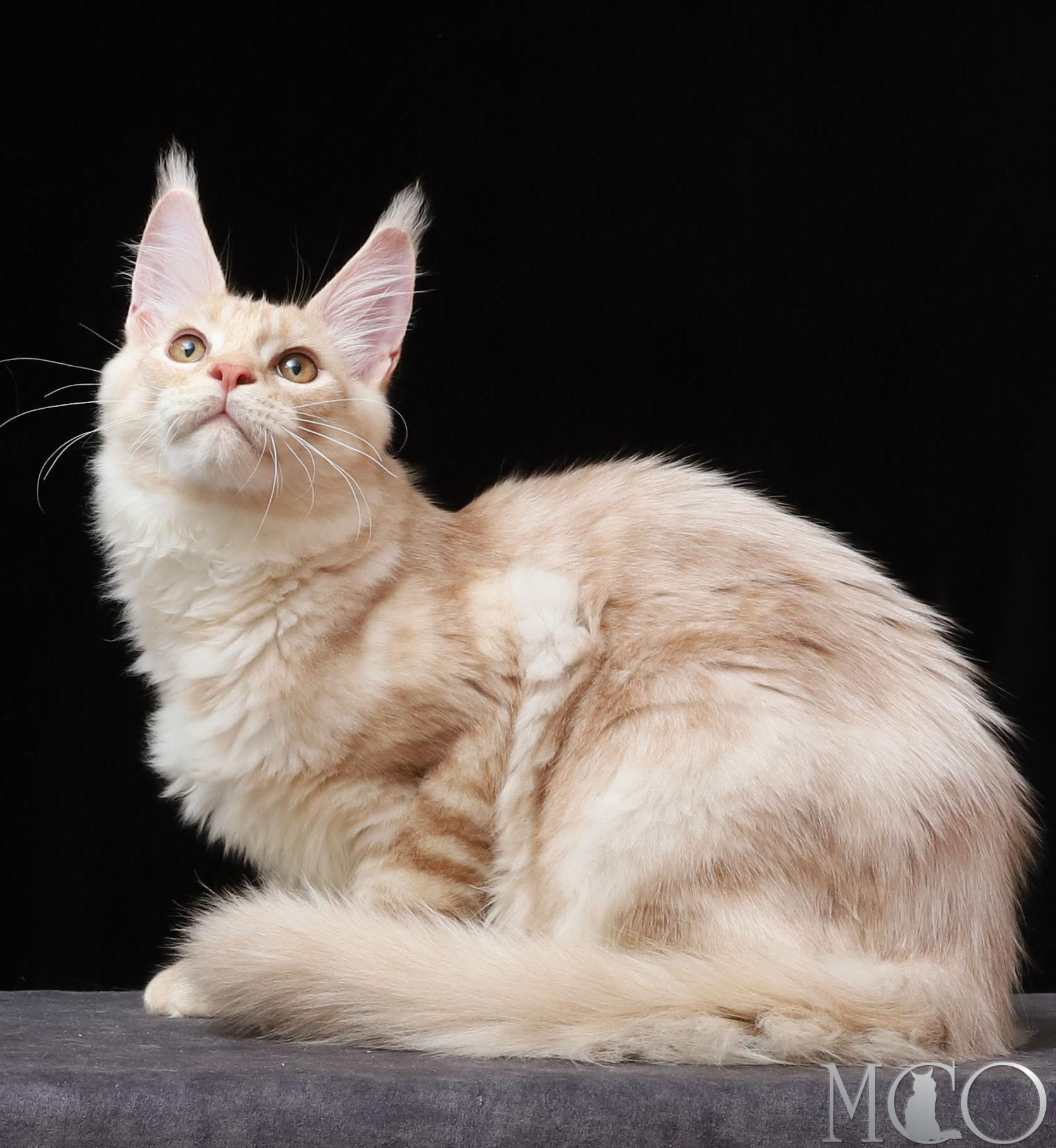 Купить котенка Мейн кун Quiller, es 22