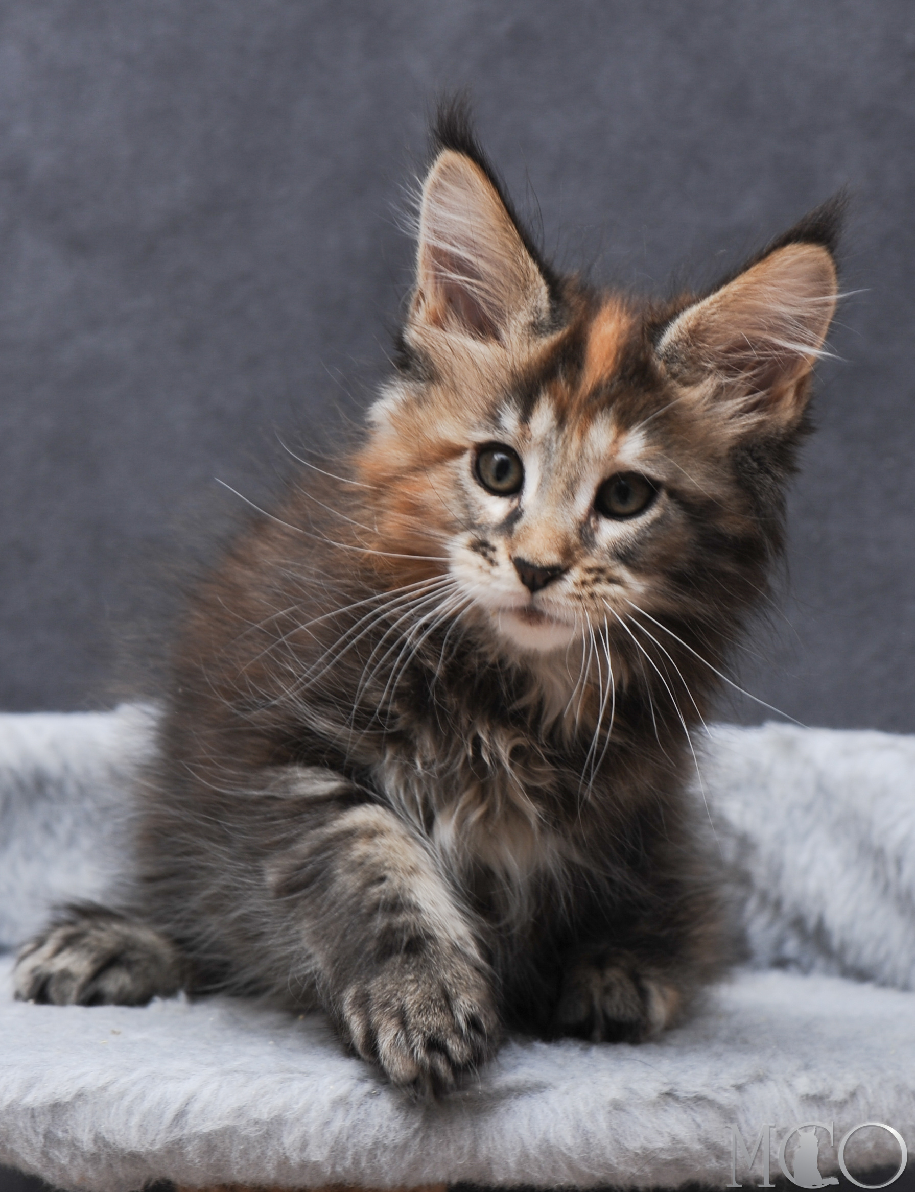 Купить котенка Мейн кун Gretta, f 22
