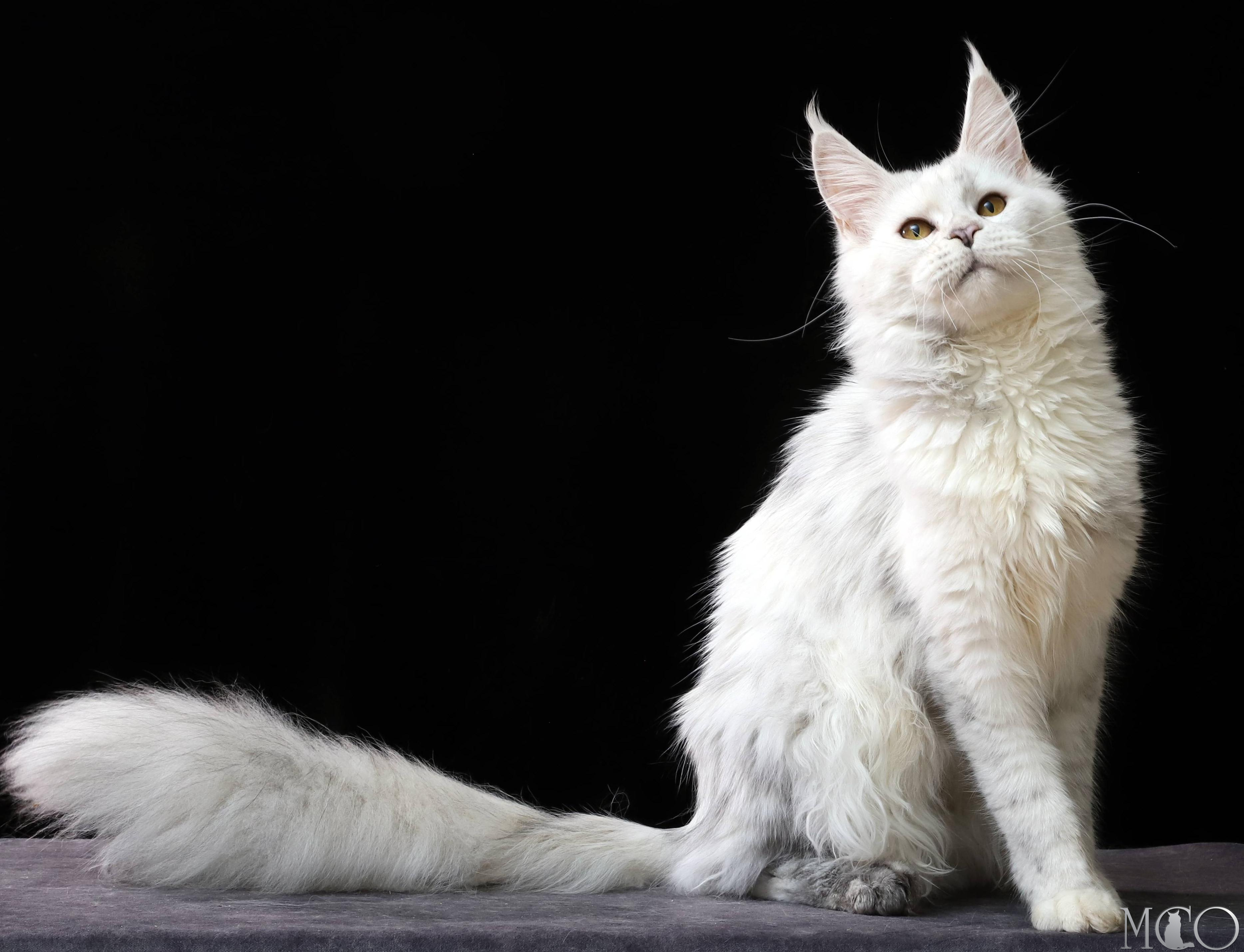 Купить котенка Мейн кун Mira, gs 11