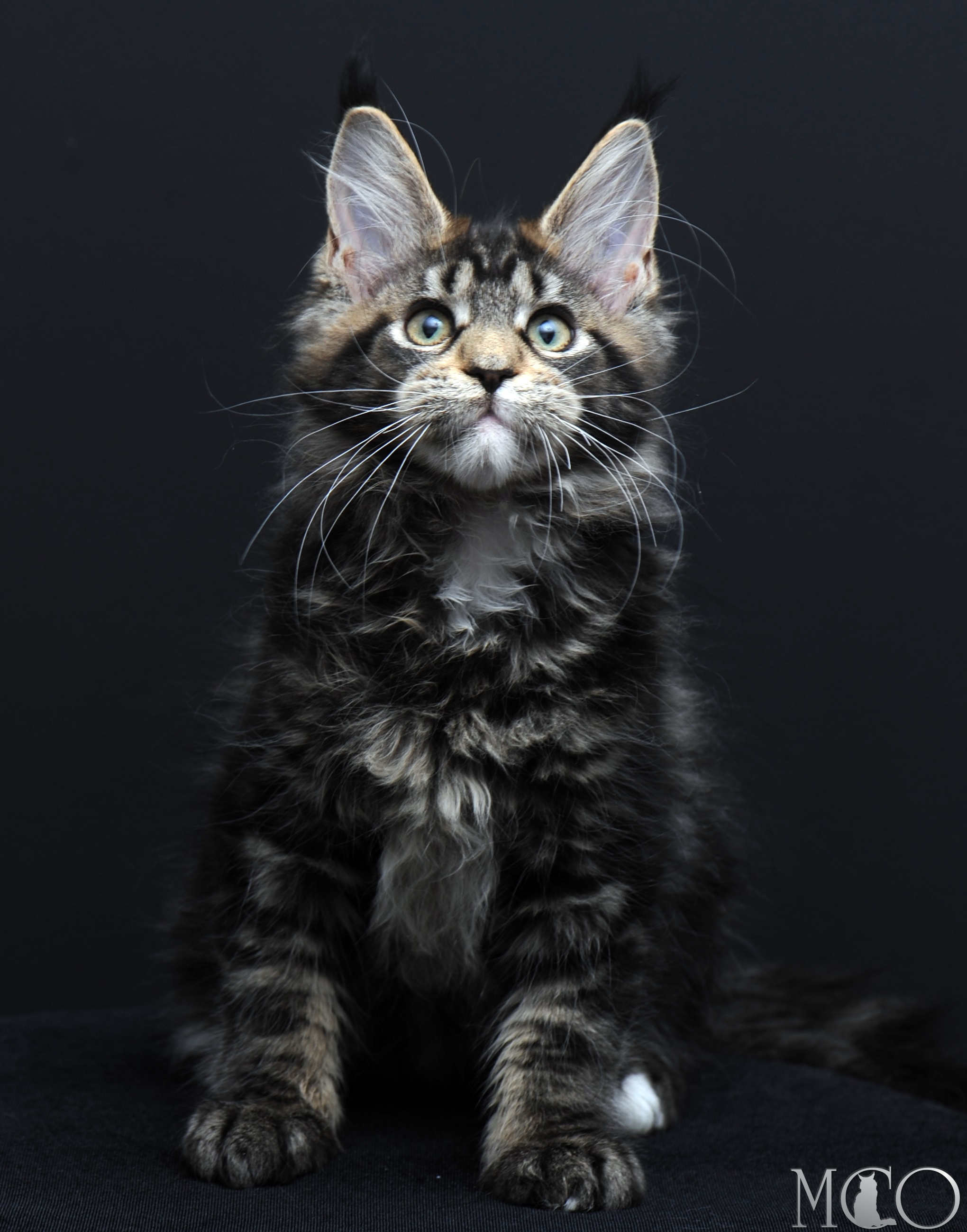 Купить котенка Мейн кун Babita, n 2209