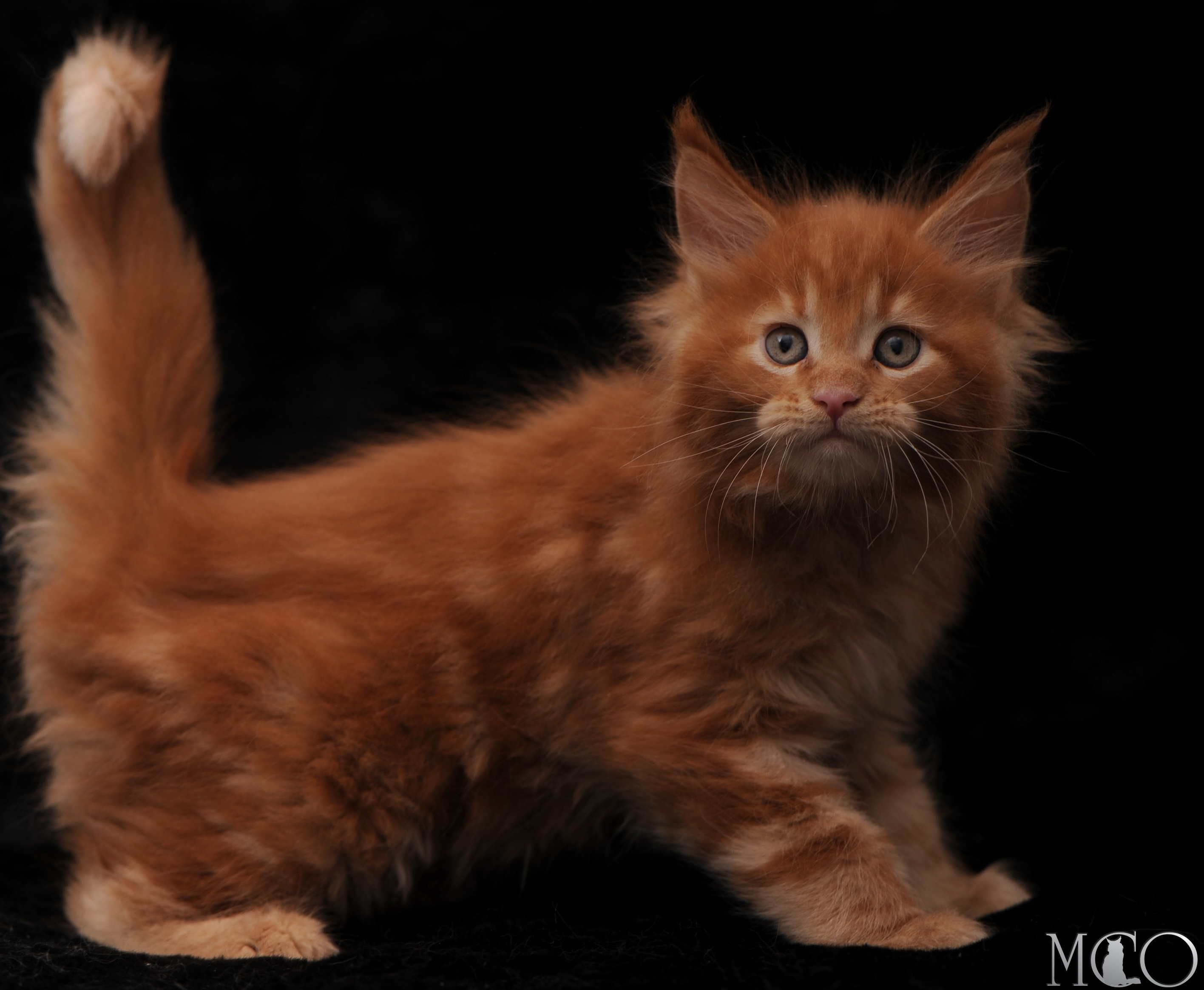 Купить котенка Мейн кун Sem, d красный солид 