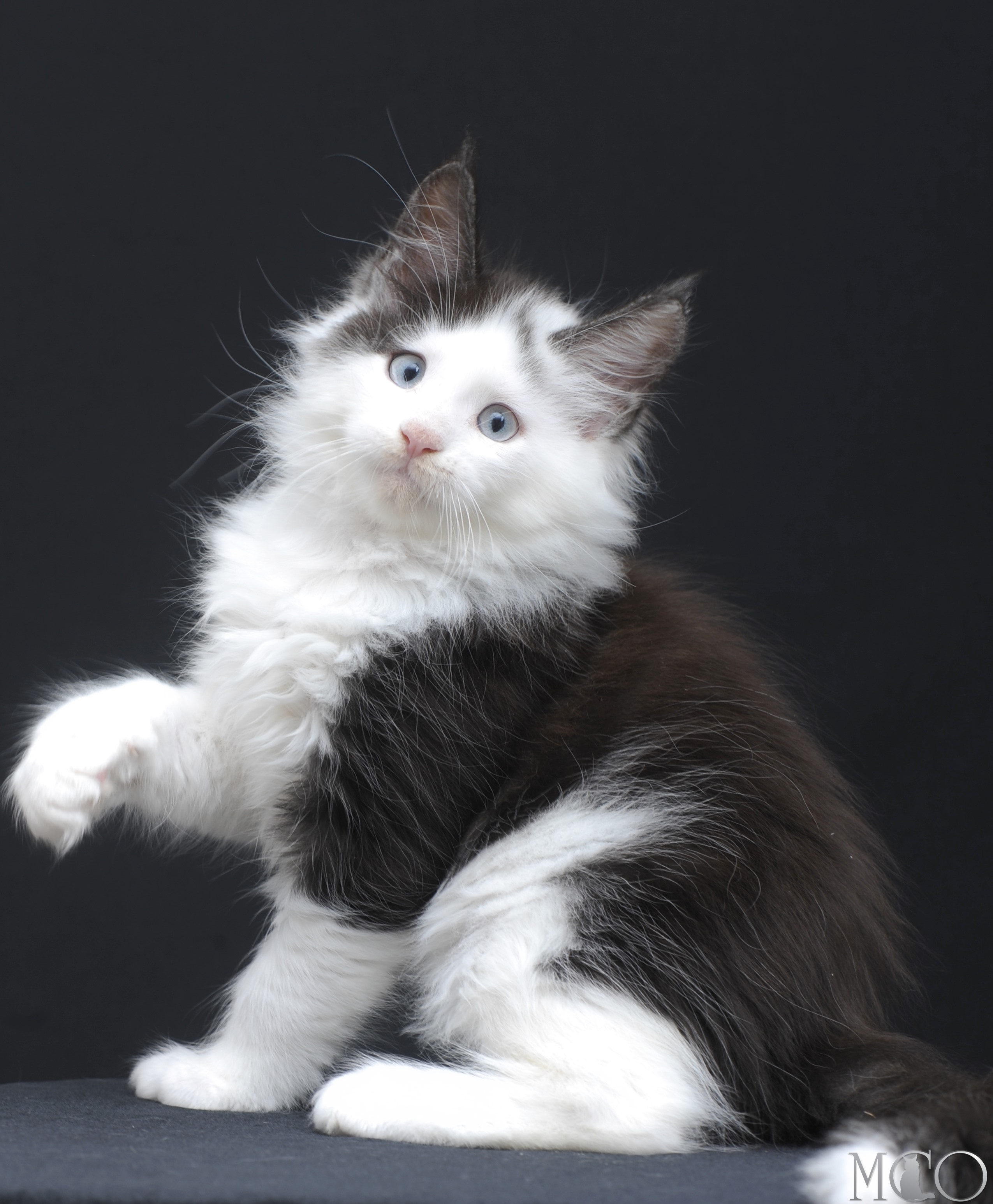 Купить котенка Мейн кун Wesley, ns 03 w61