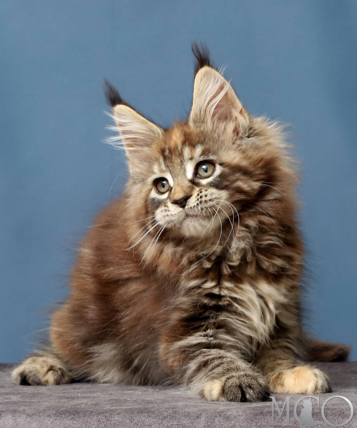 Купить котенка Мейн кун Hanna, f 22