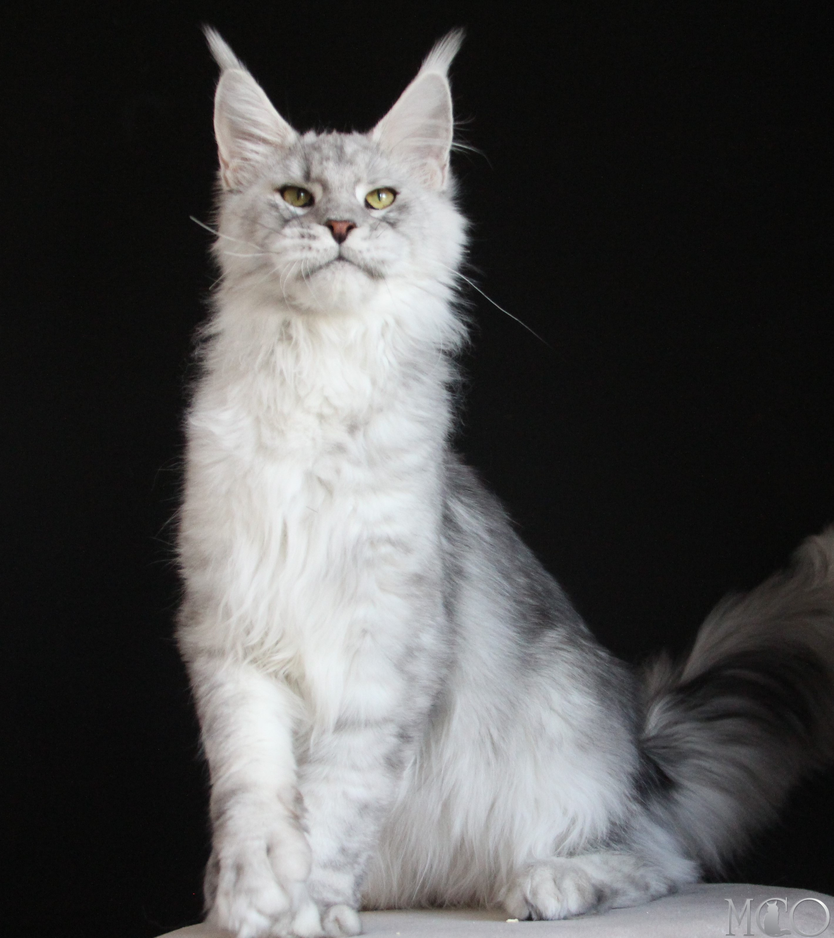 Купить котенка Мейн кун Glamour, ns 22 pale silver