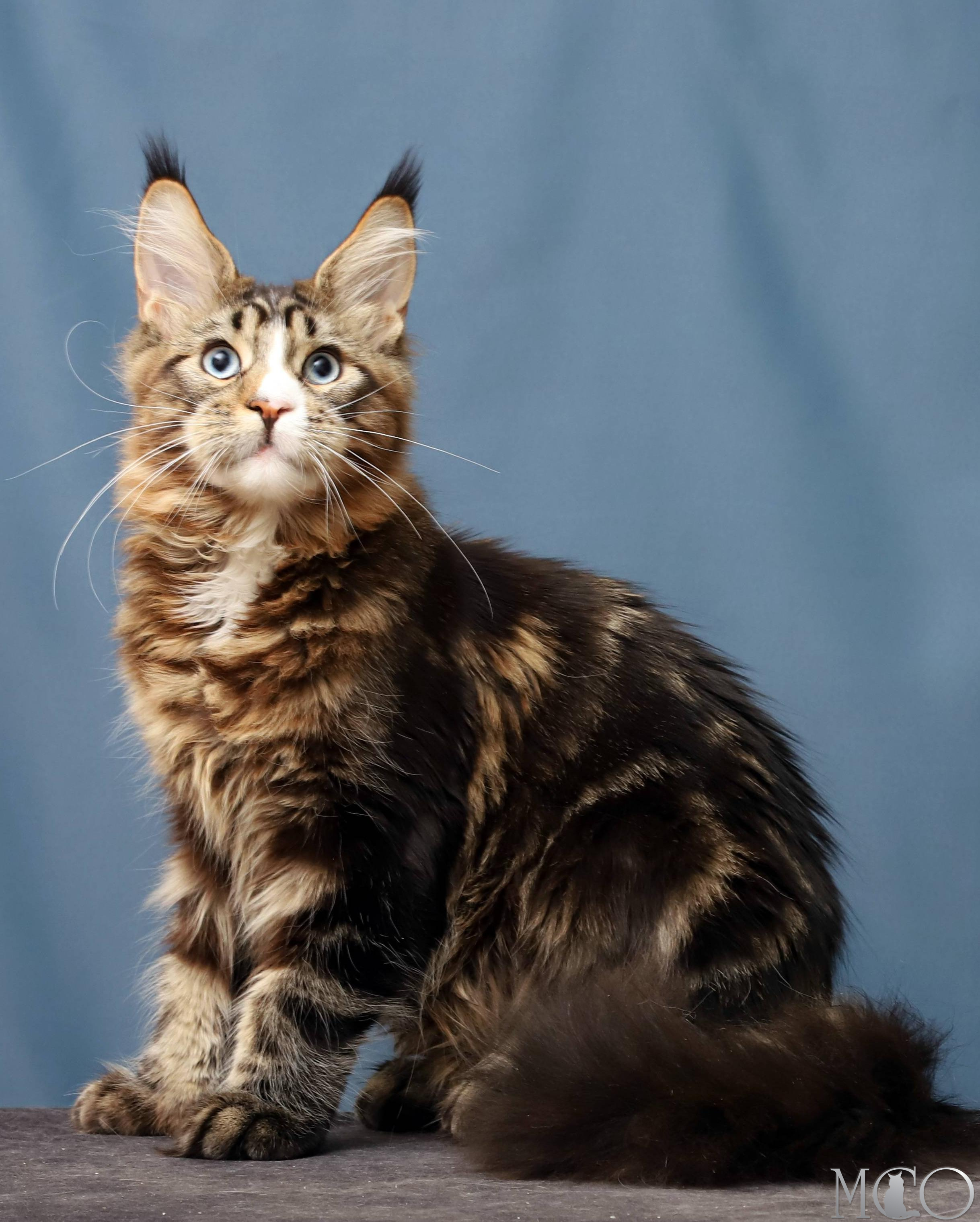 Купить котенка Мейн кун Robson, n 22 03 61