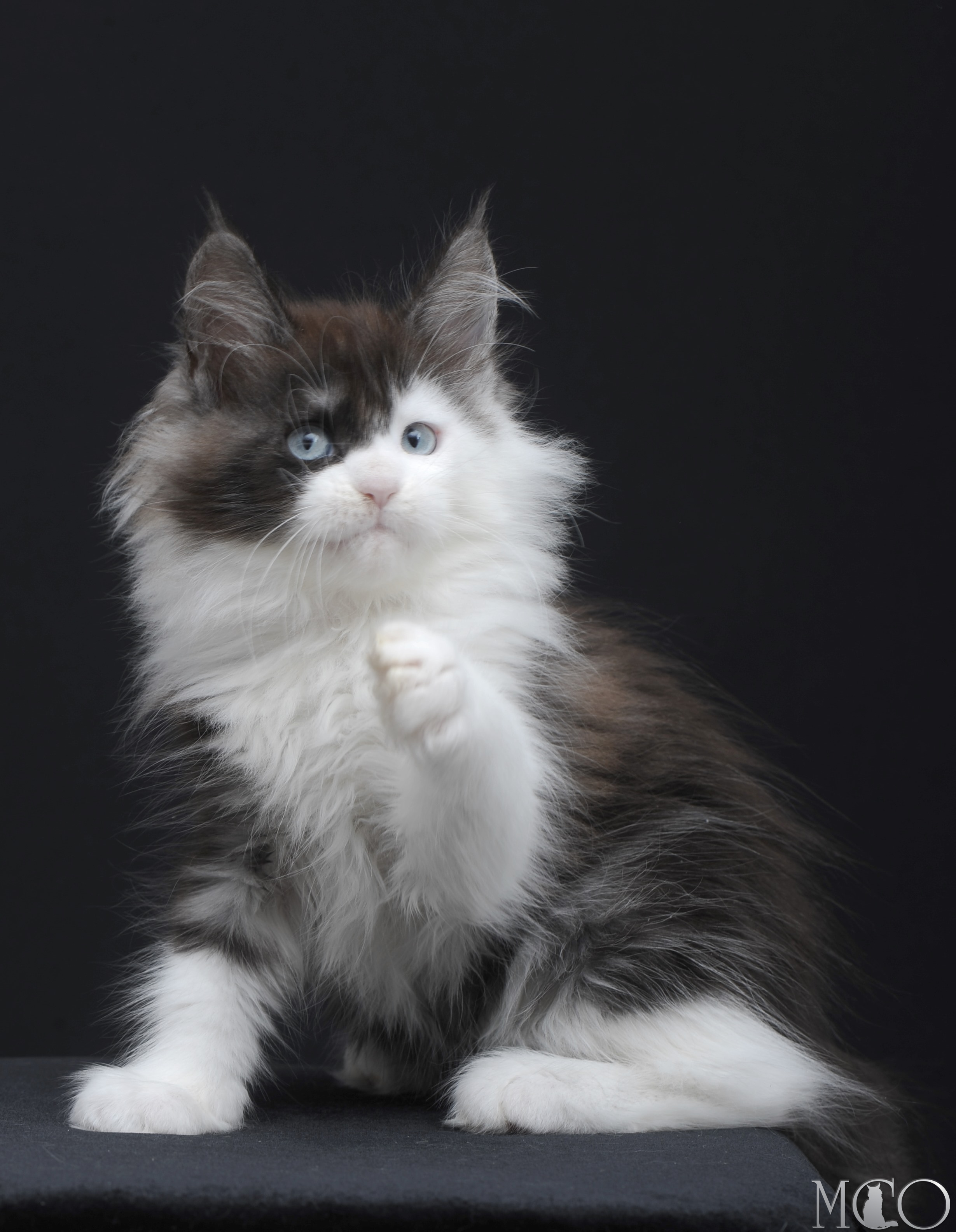 Купить котенка Мейн кун Wonder, ns 03 w61