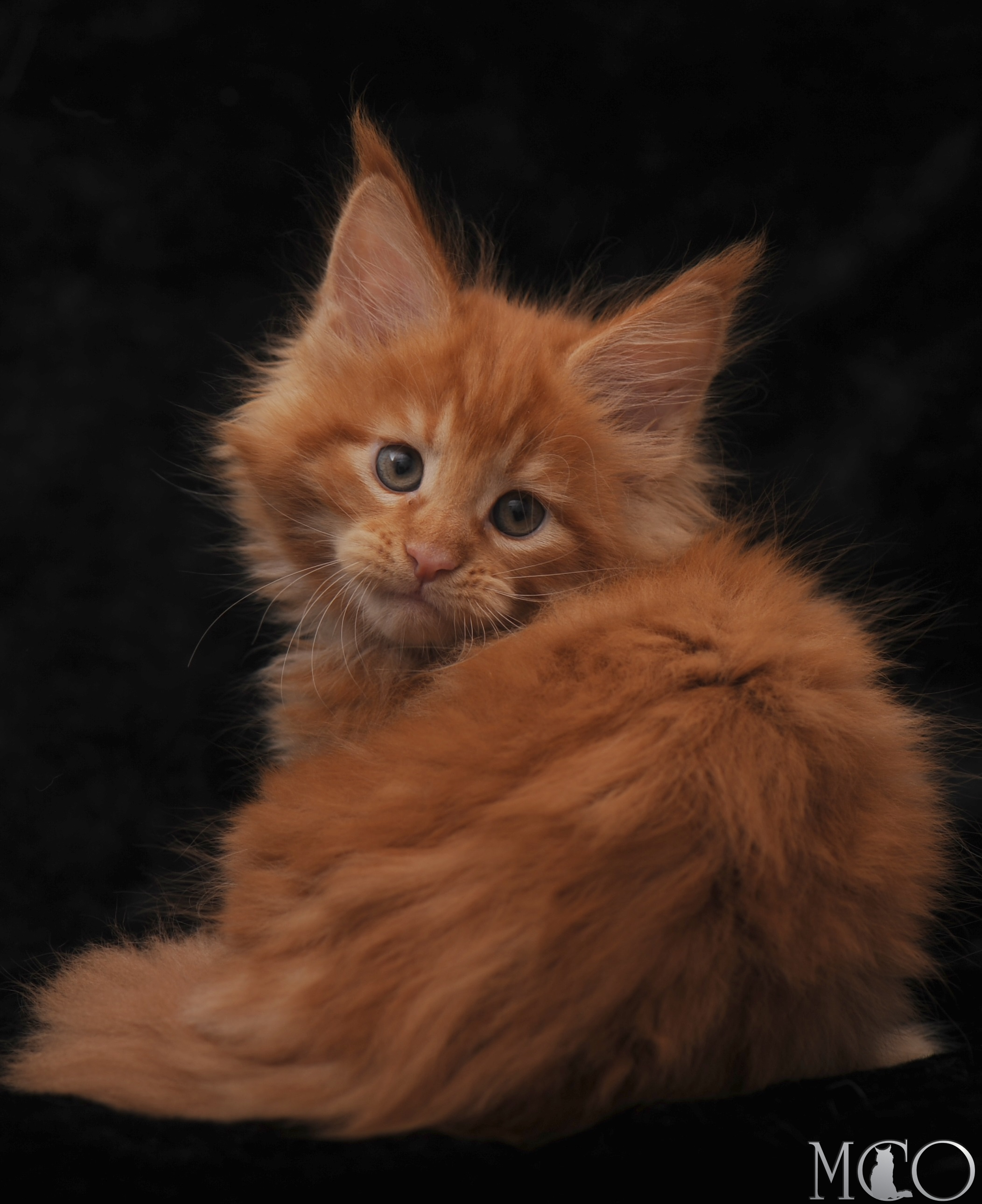 Купить котенка Мейн кун Stafy, d красный солид 
