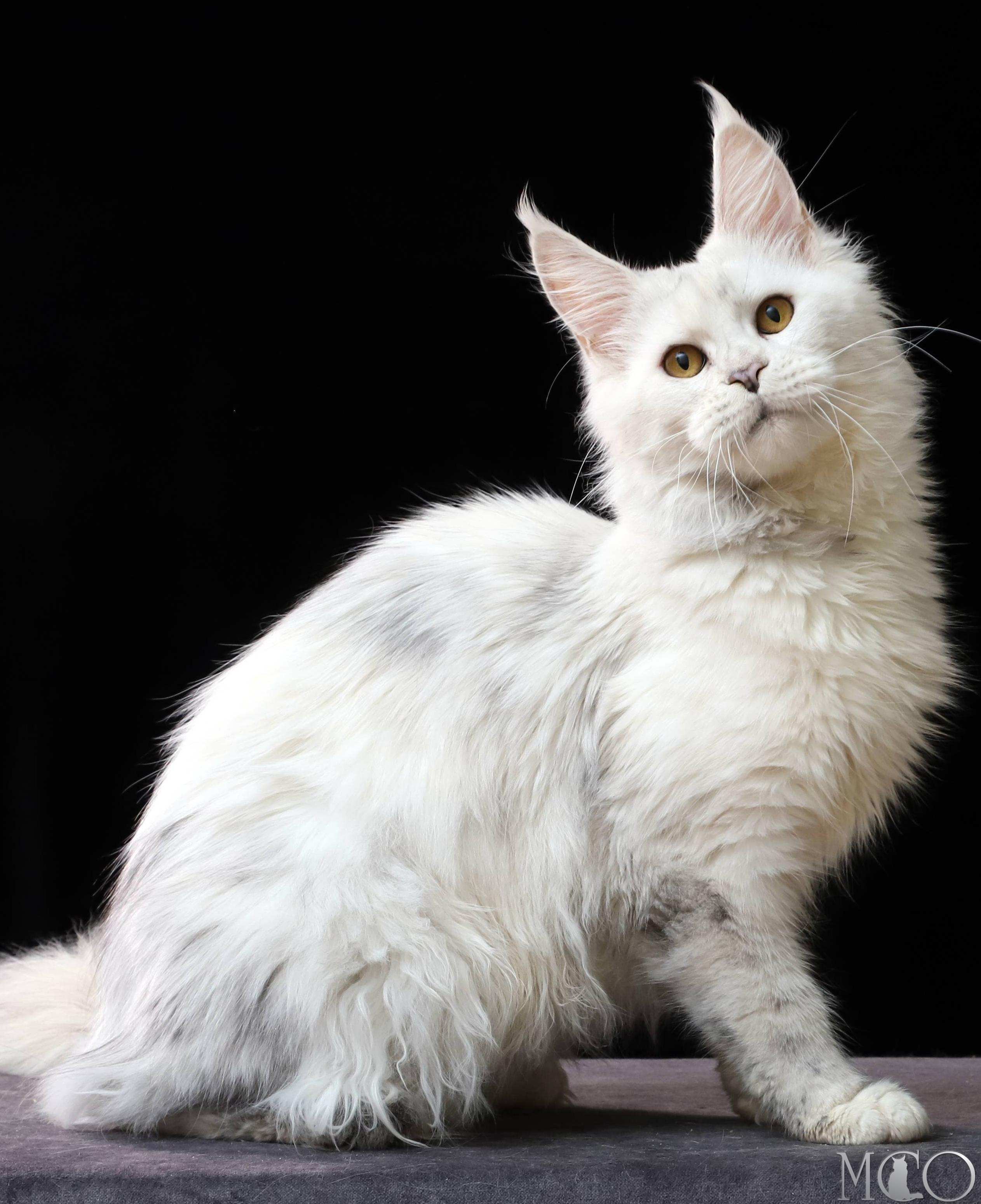 Купить котенка Мейн кун Mira, gs 11