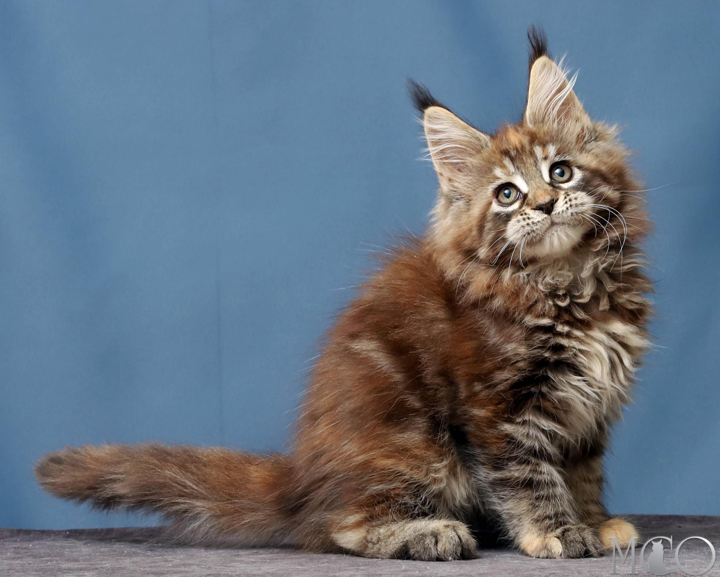Купить котенка Мейн кун Hanna, f 22