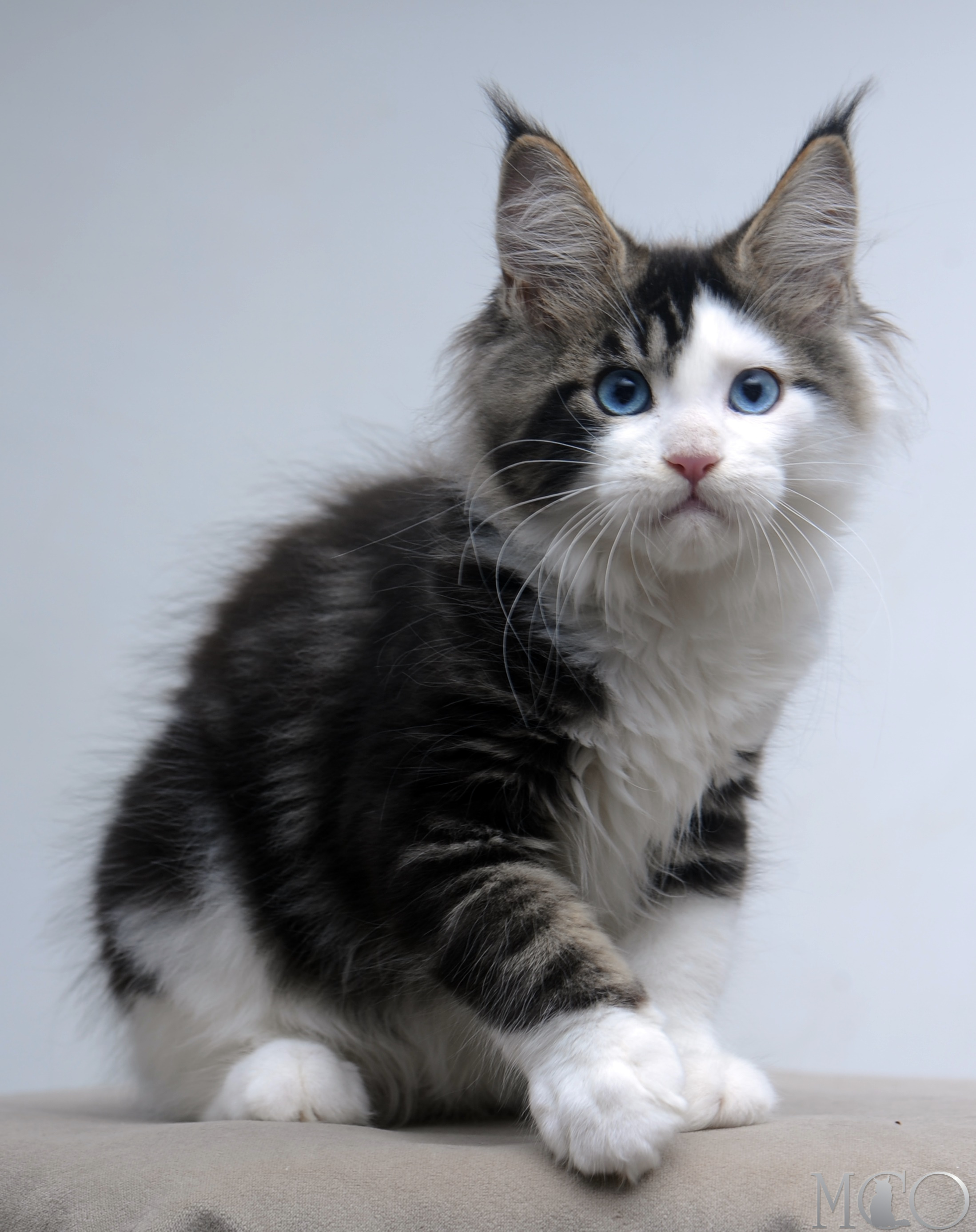 Купить котенка Мейн кун Vanessa (Голубоглазая), n2203