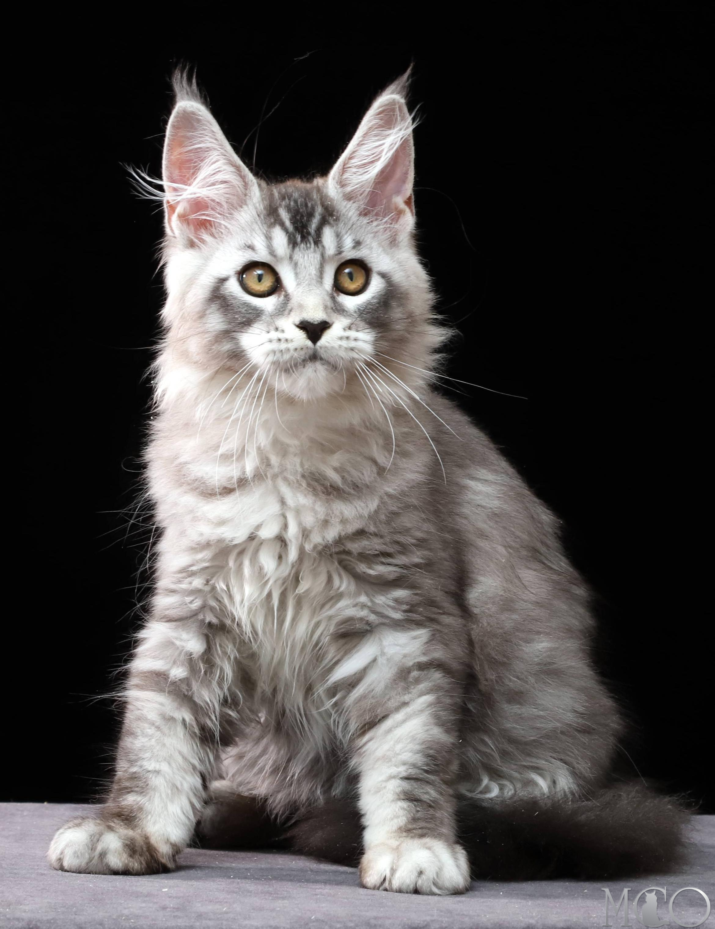 Купить котенка Мейн кун Delicious, ns 25
