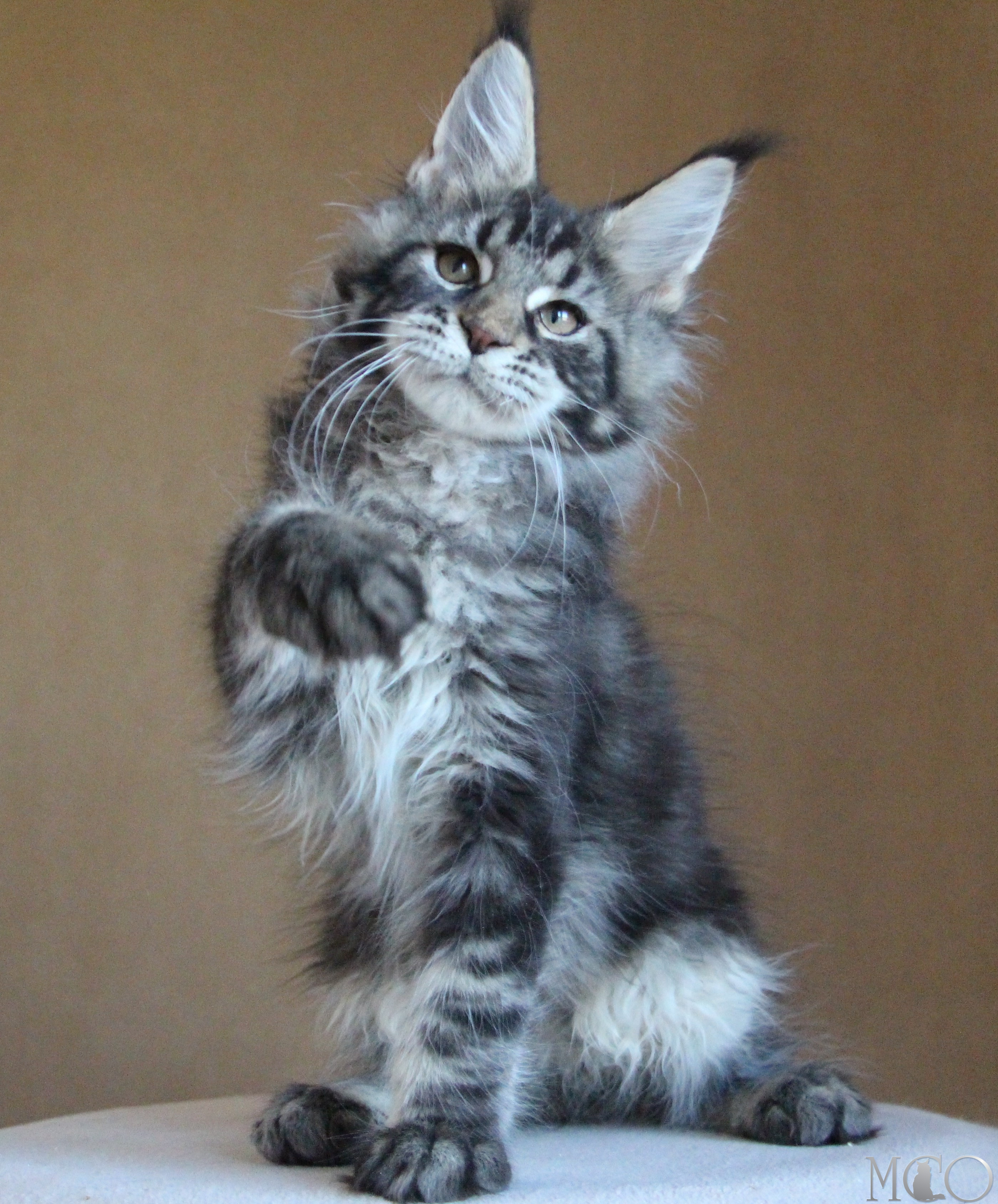 Купить котенка Мейн кун Bogard, n 22