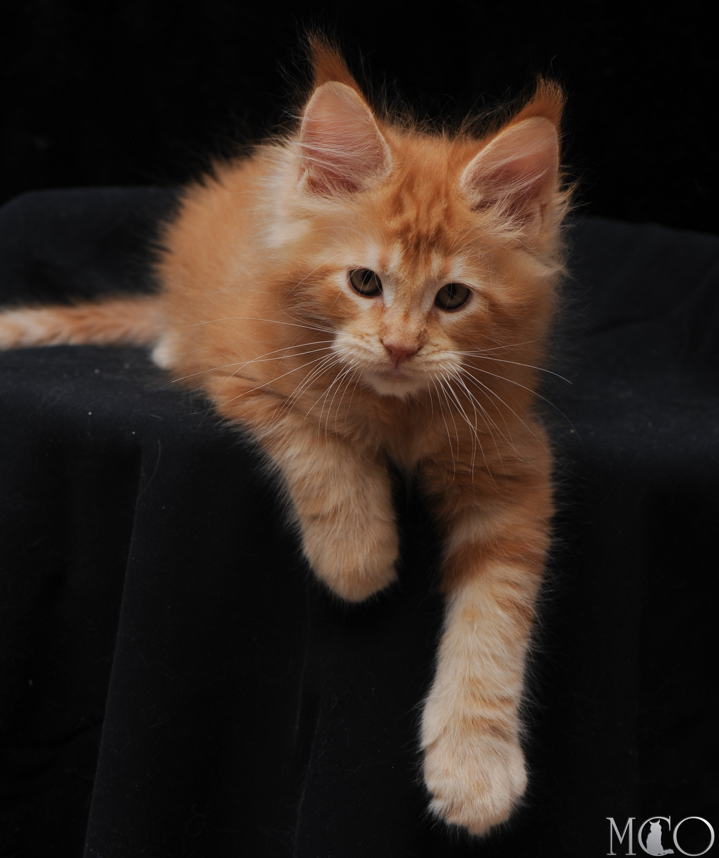 Купить котенка Мейн кун Edison, d