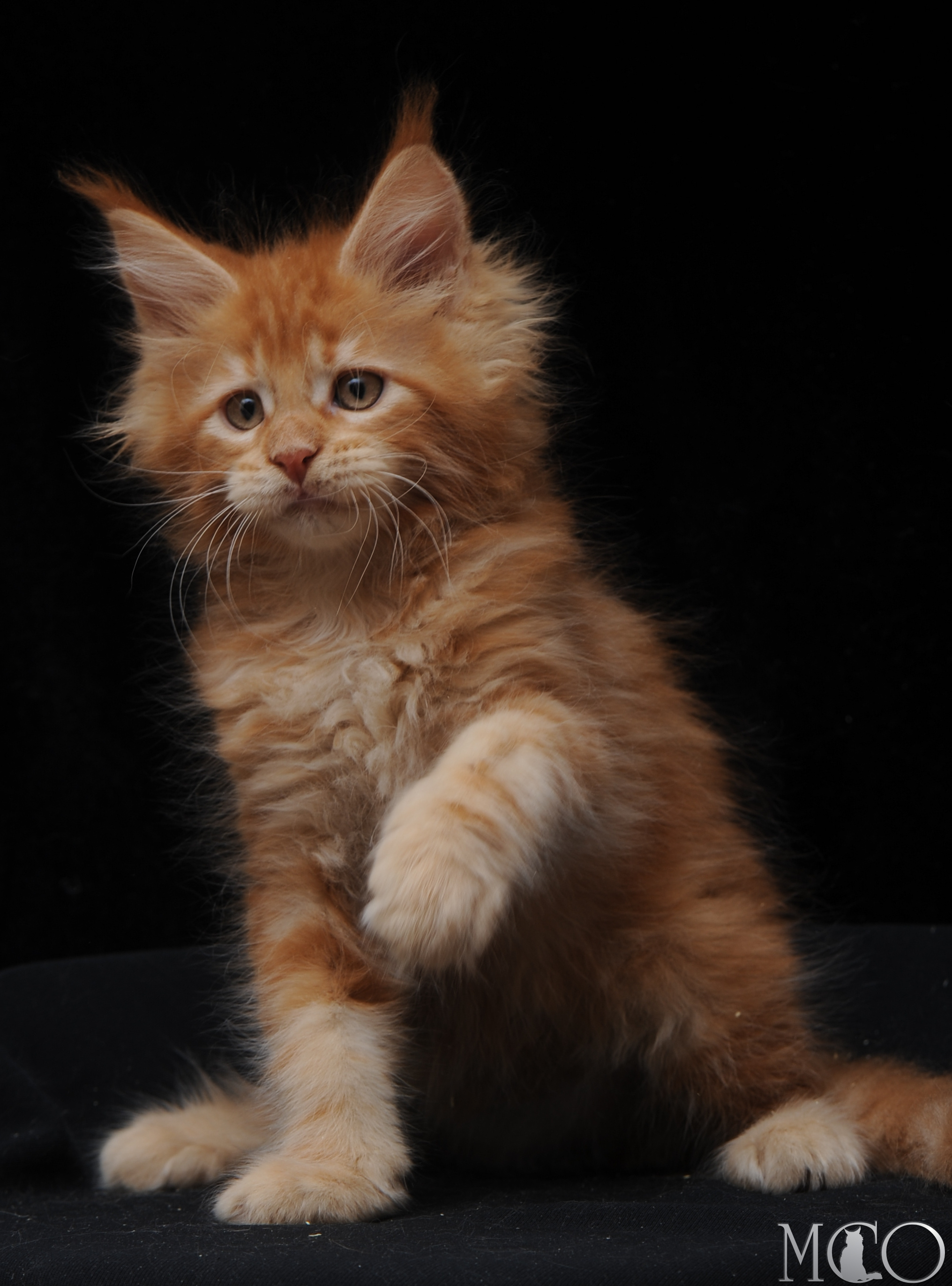 Купить котенка Мейн кун Elisey, d