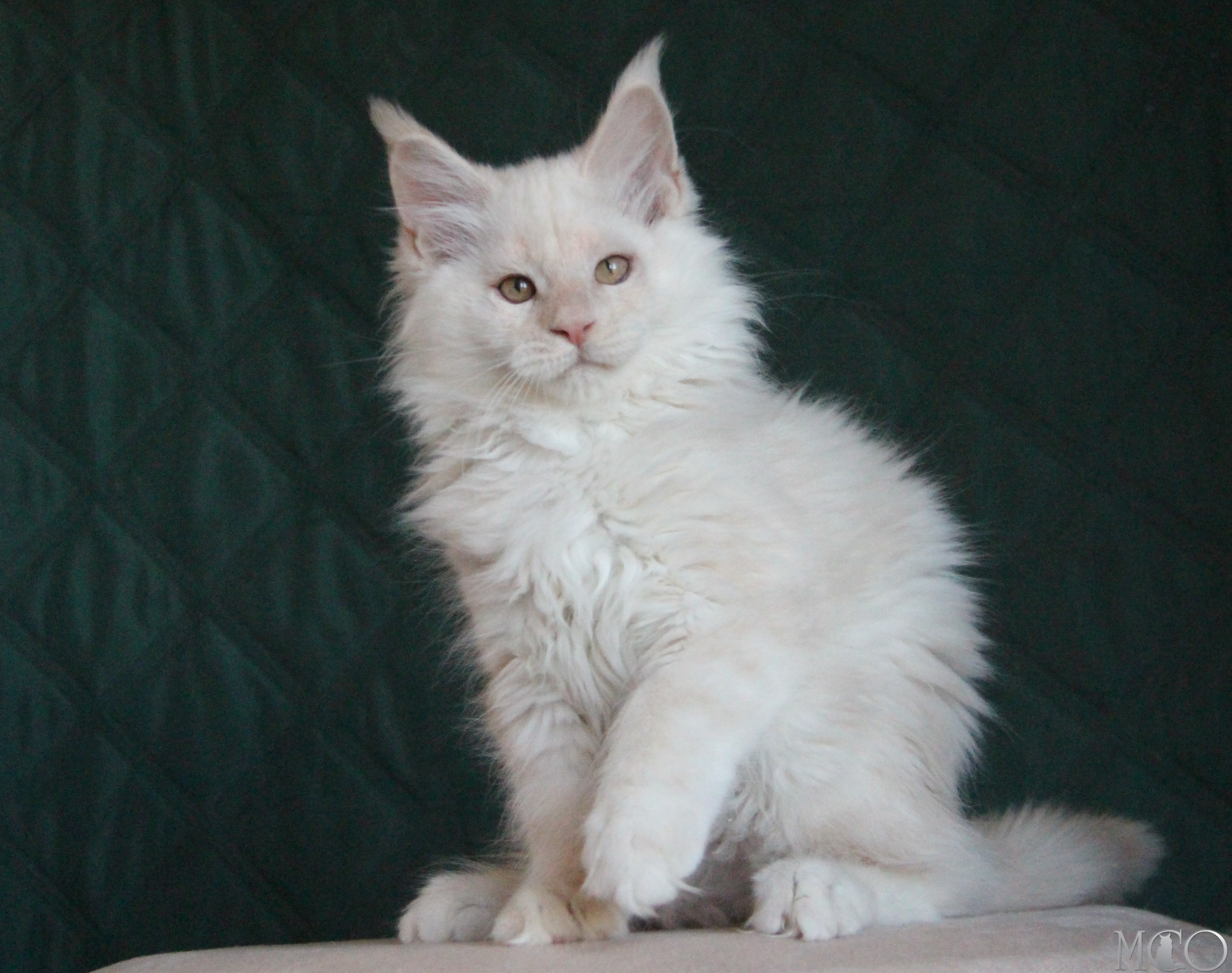 Купить котенка Мейн кун Lukum, ds 22