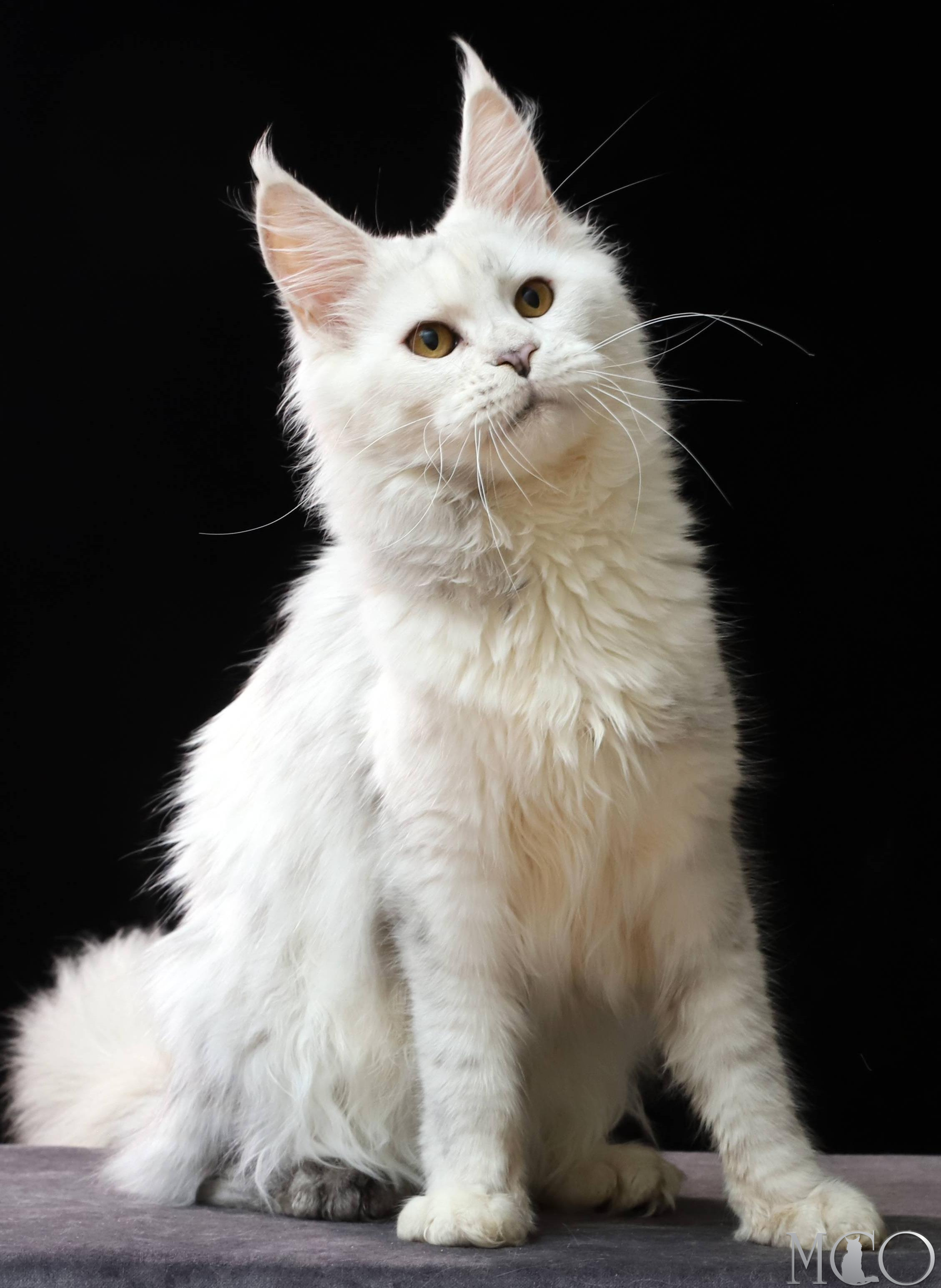 Купить котенка Мейн кун Mira, gs 11