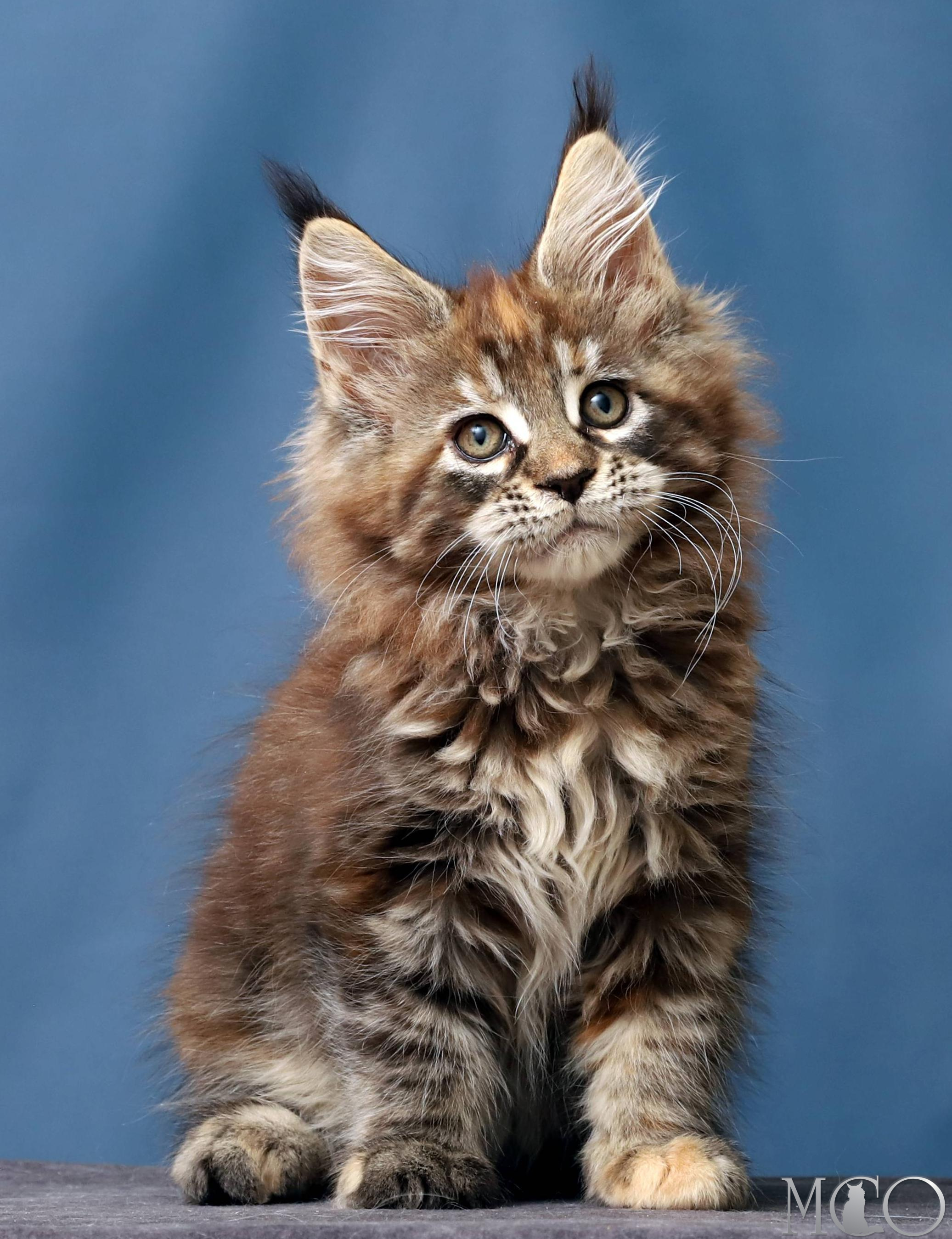 Купить котенка Мейн кун Hanna, f 22