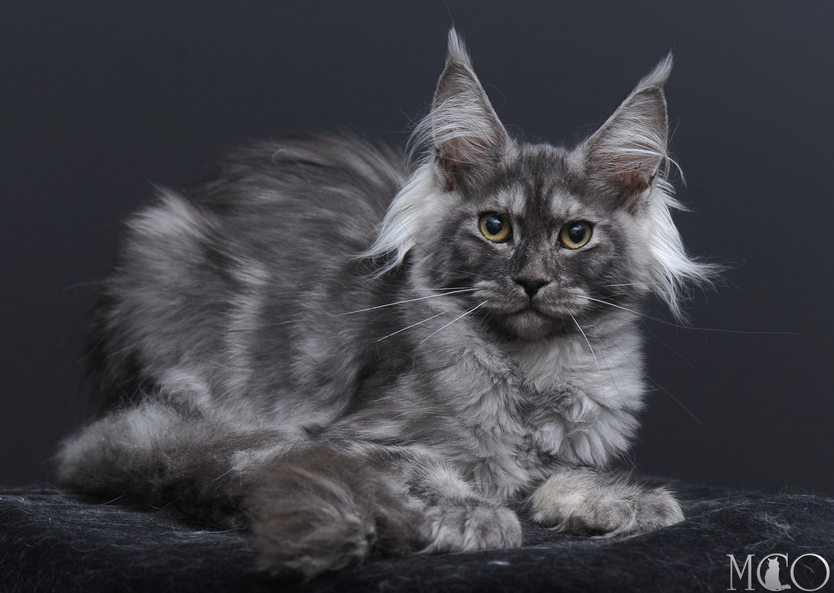 Купить котенка Мейн кун Sabrina, ns
