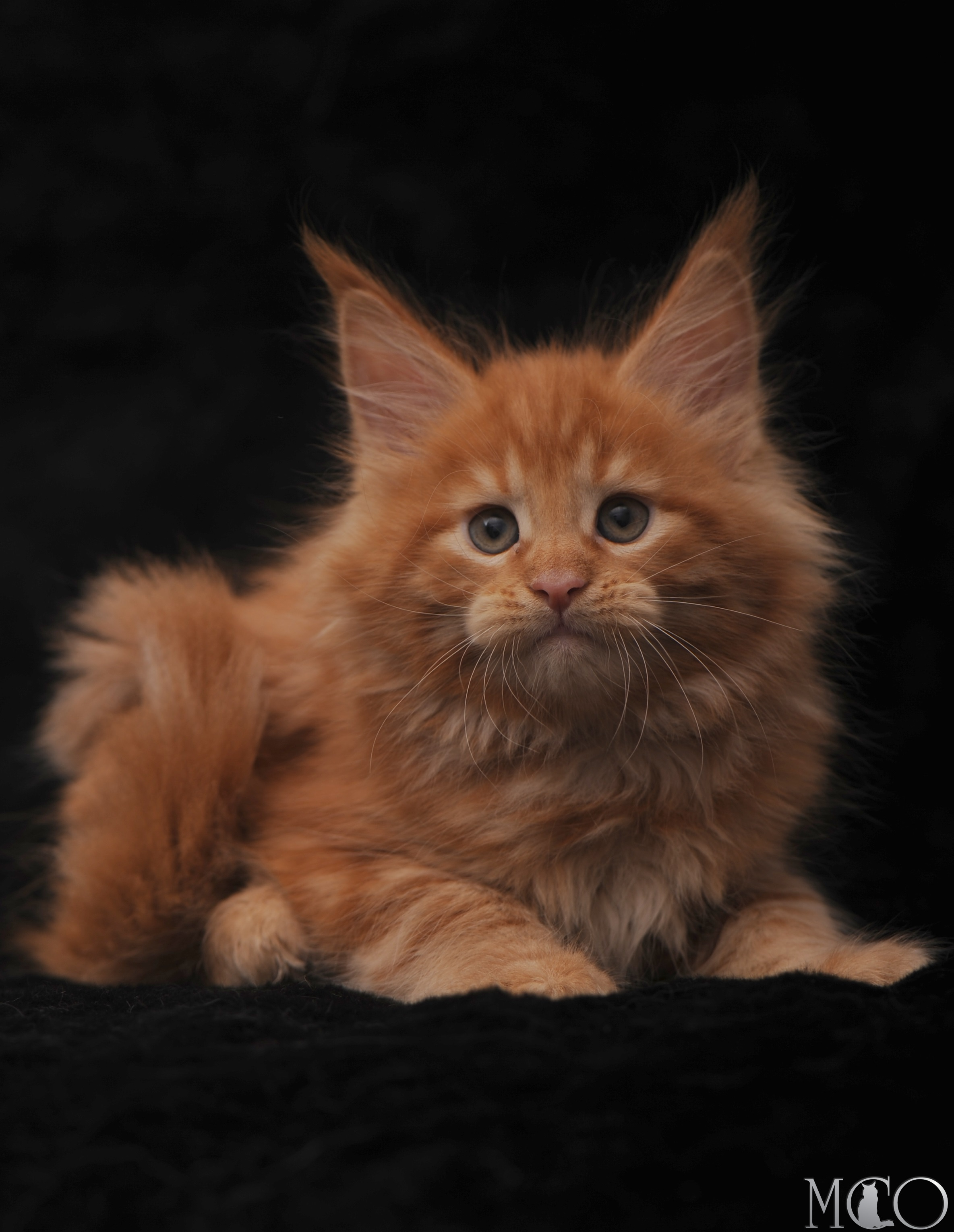 Купить котенка Мейн кун Stafy, d красный солид 