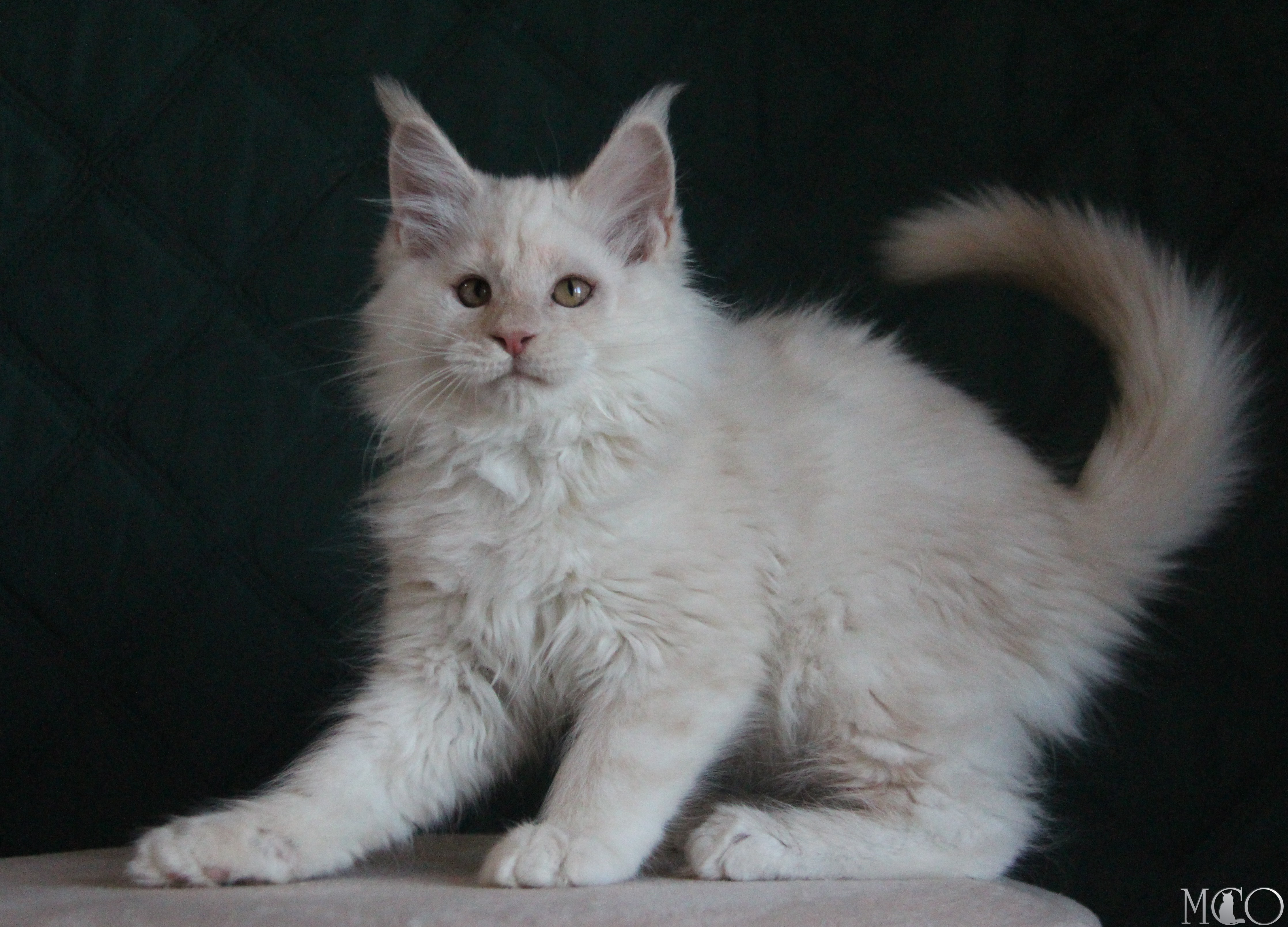 Купить котенка Мейн кун Lukum, ds 22