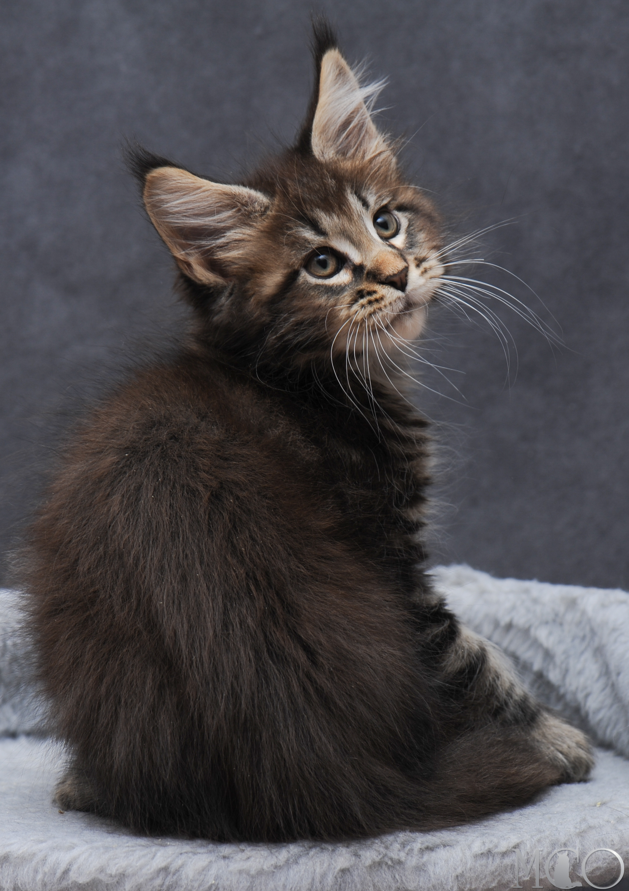 Купить котенка Мейн кун Garfy, n 22