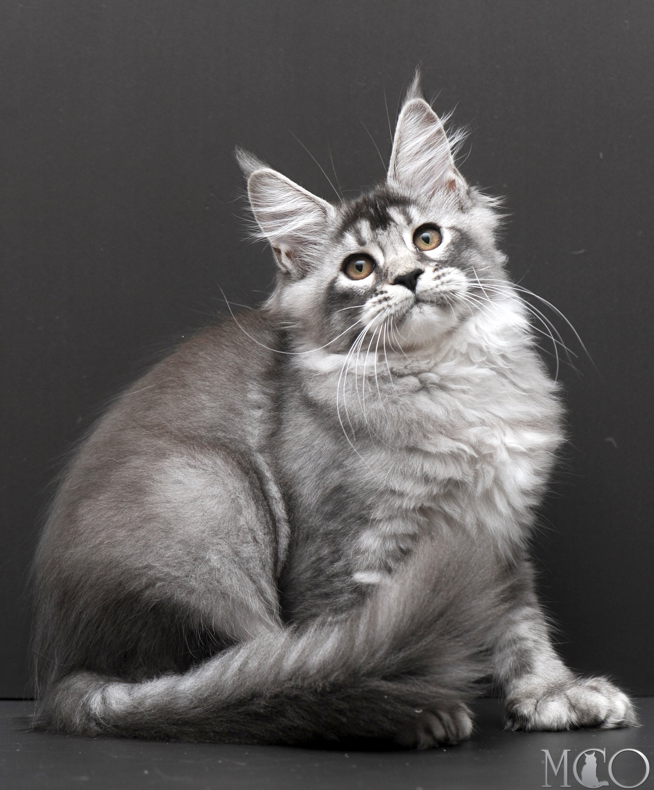 Купить котенка Мейн кун Kiana, ns 25