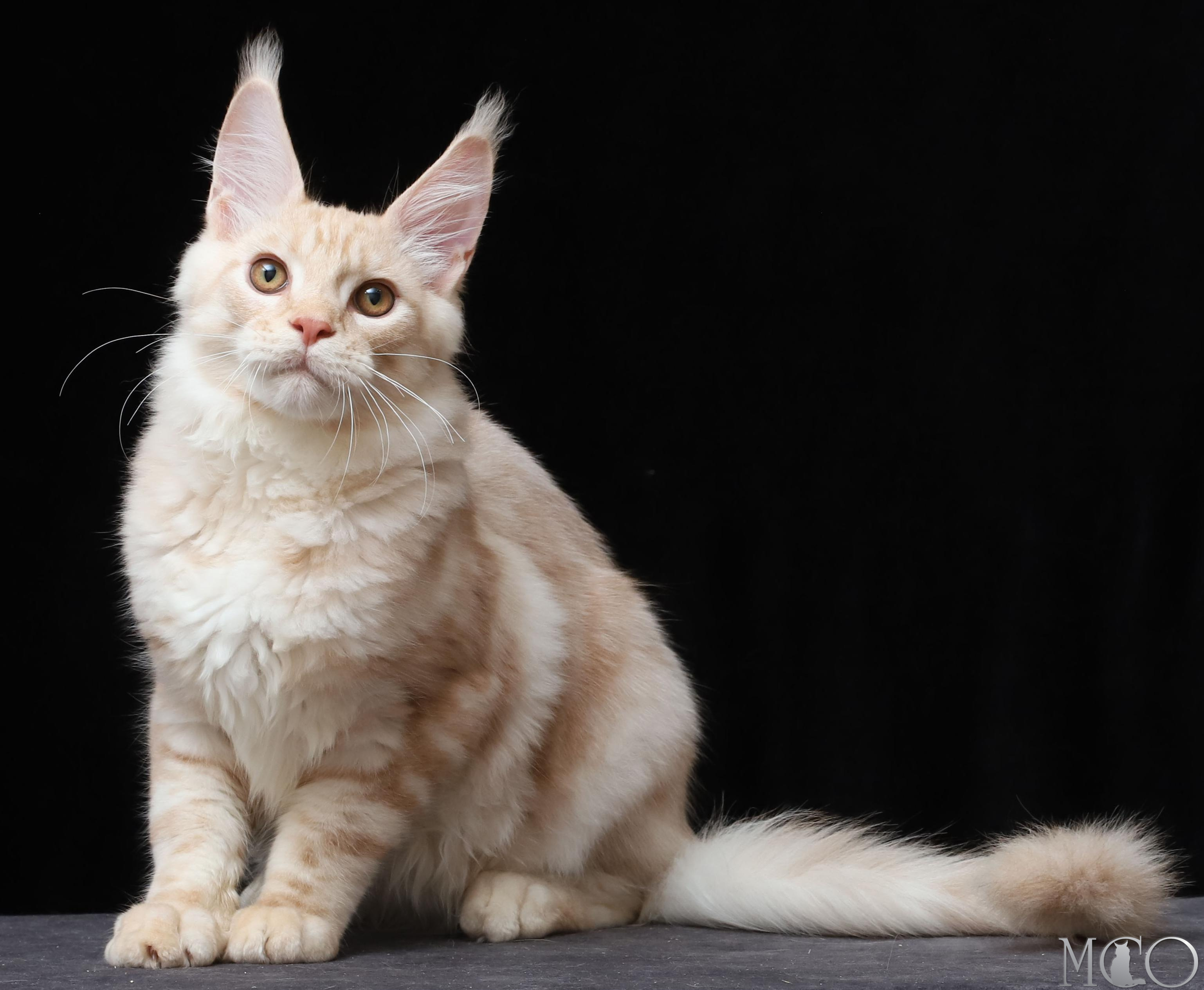 Купить котенка Мейн кун Quiller, es 22