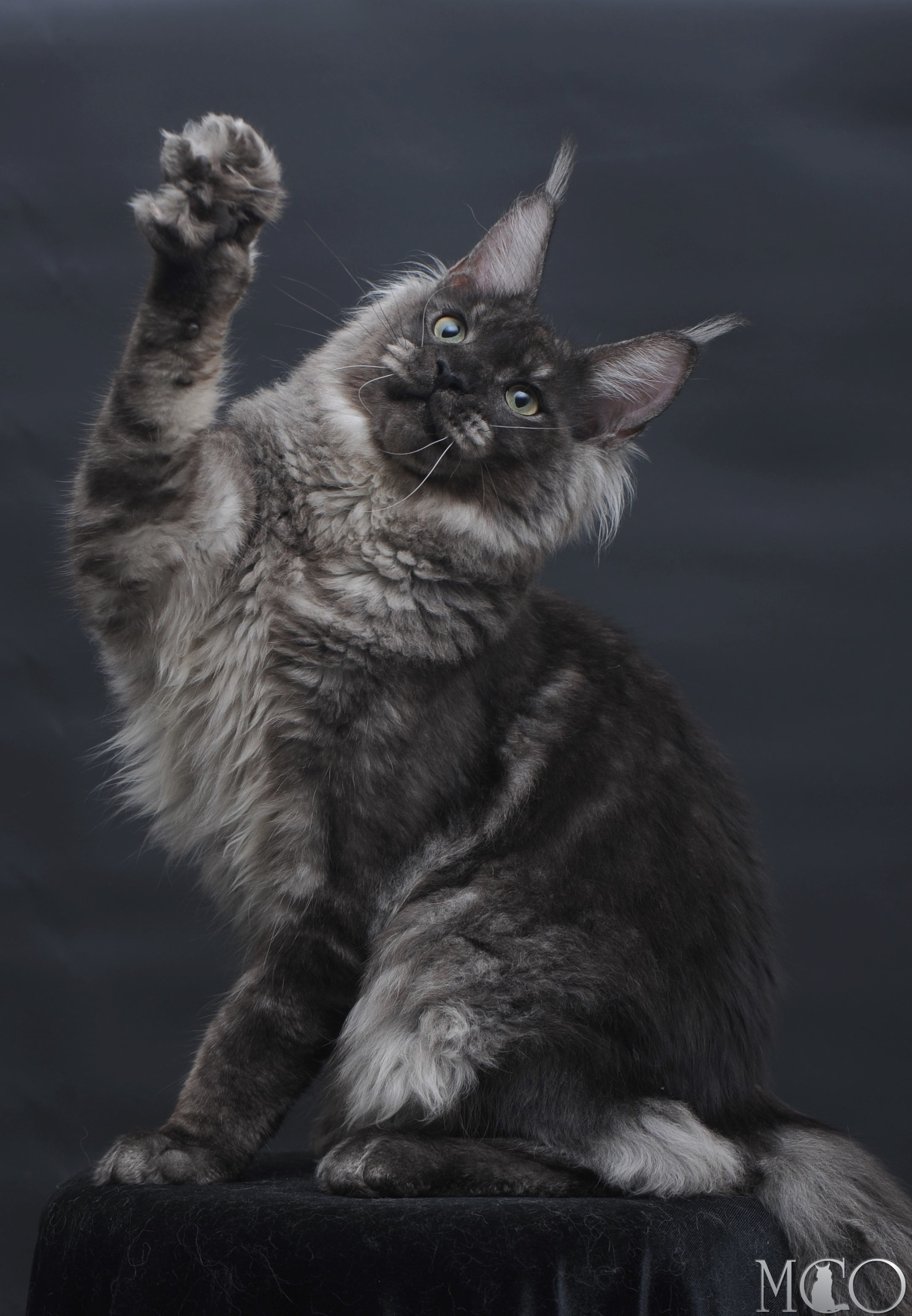 Купить котенка Мейн кун Casper, ns