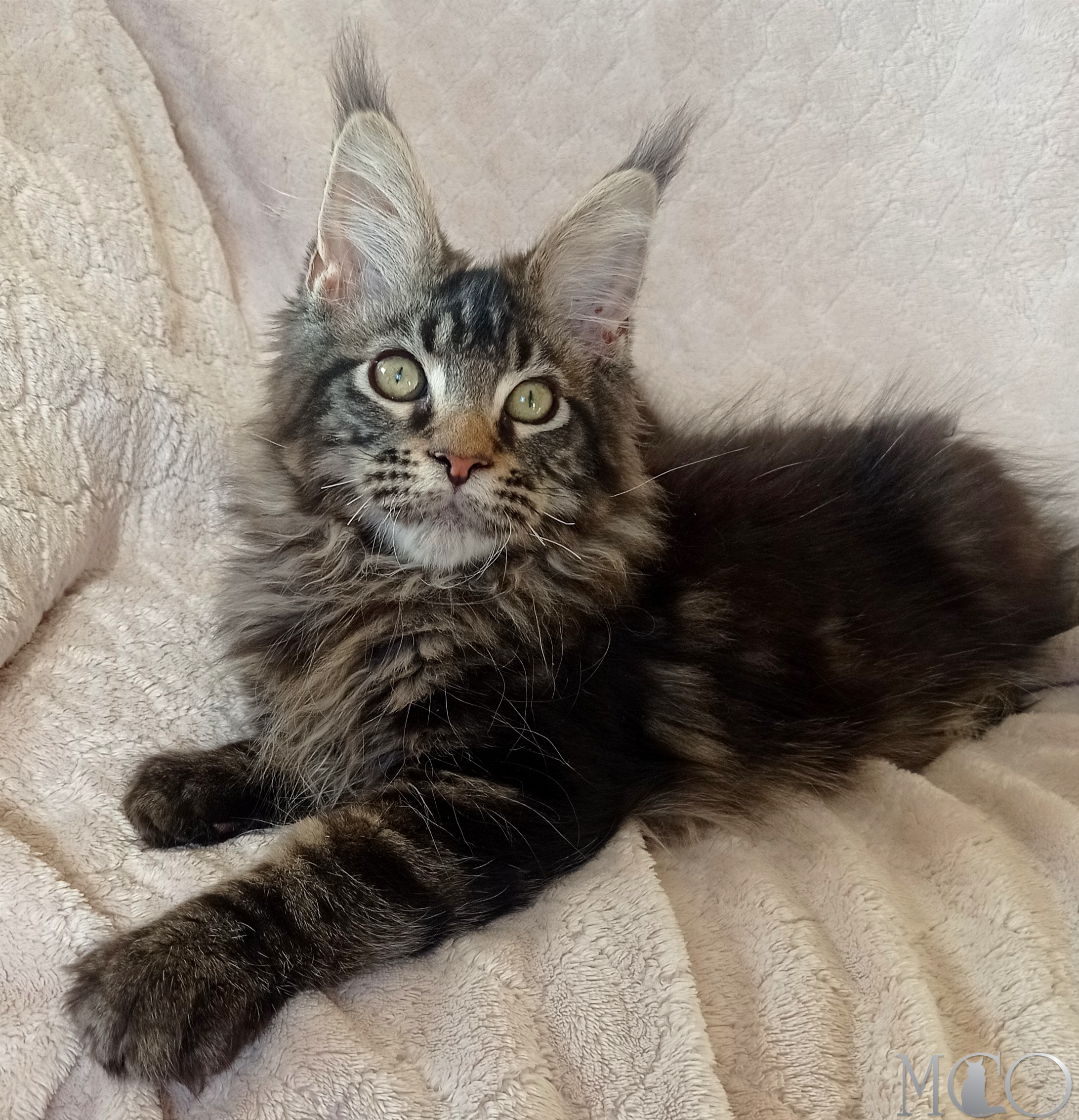 Купить котенка Мейн кун Bonus , n22