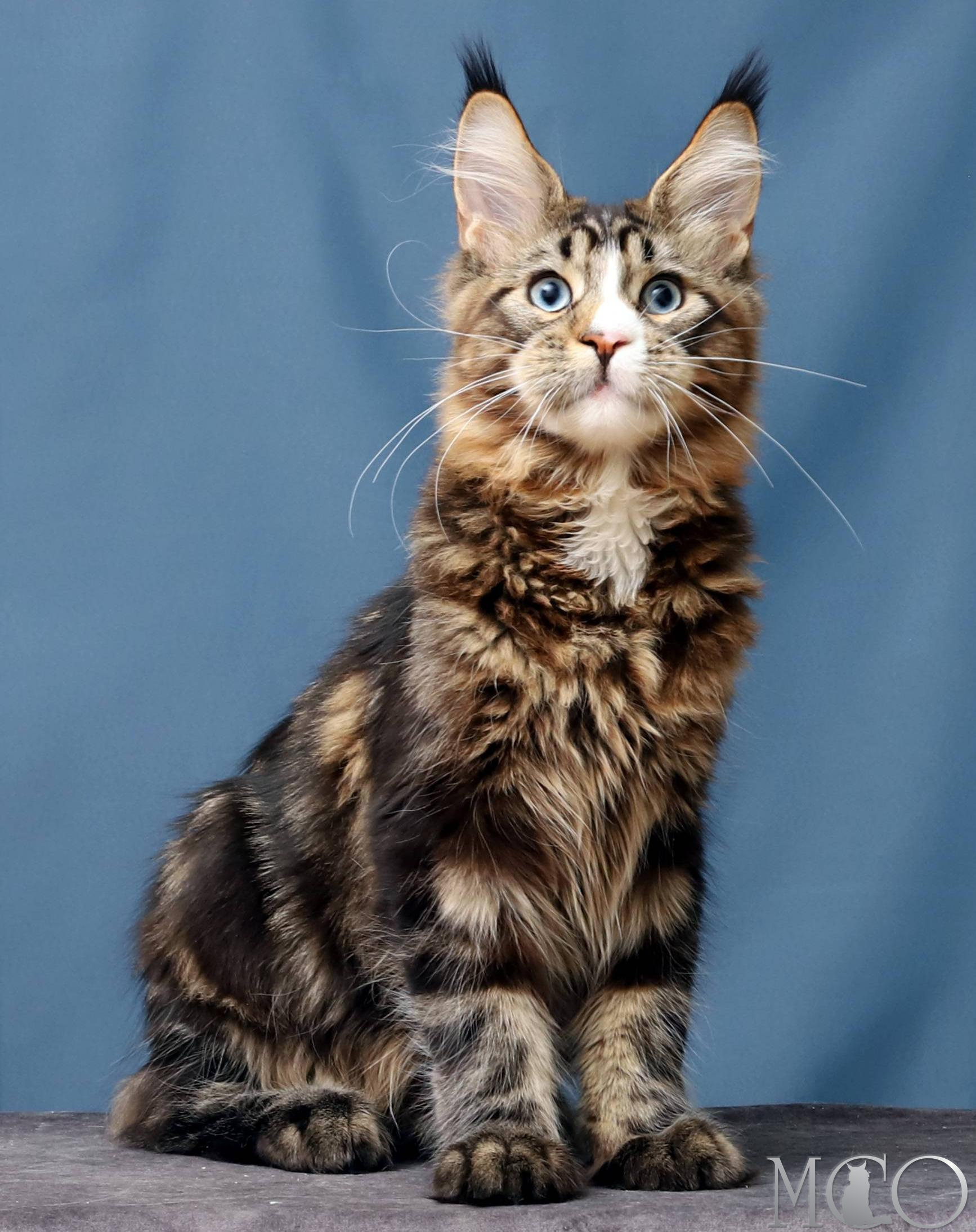 Купить котенка Мейн кун Robson, n 22 03 61