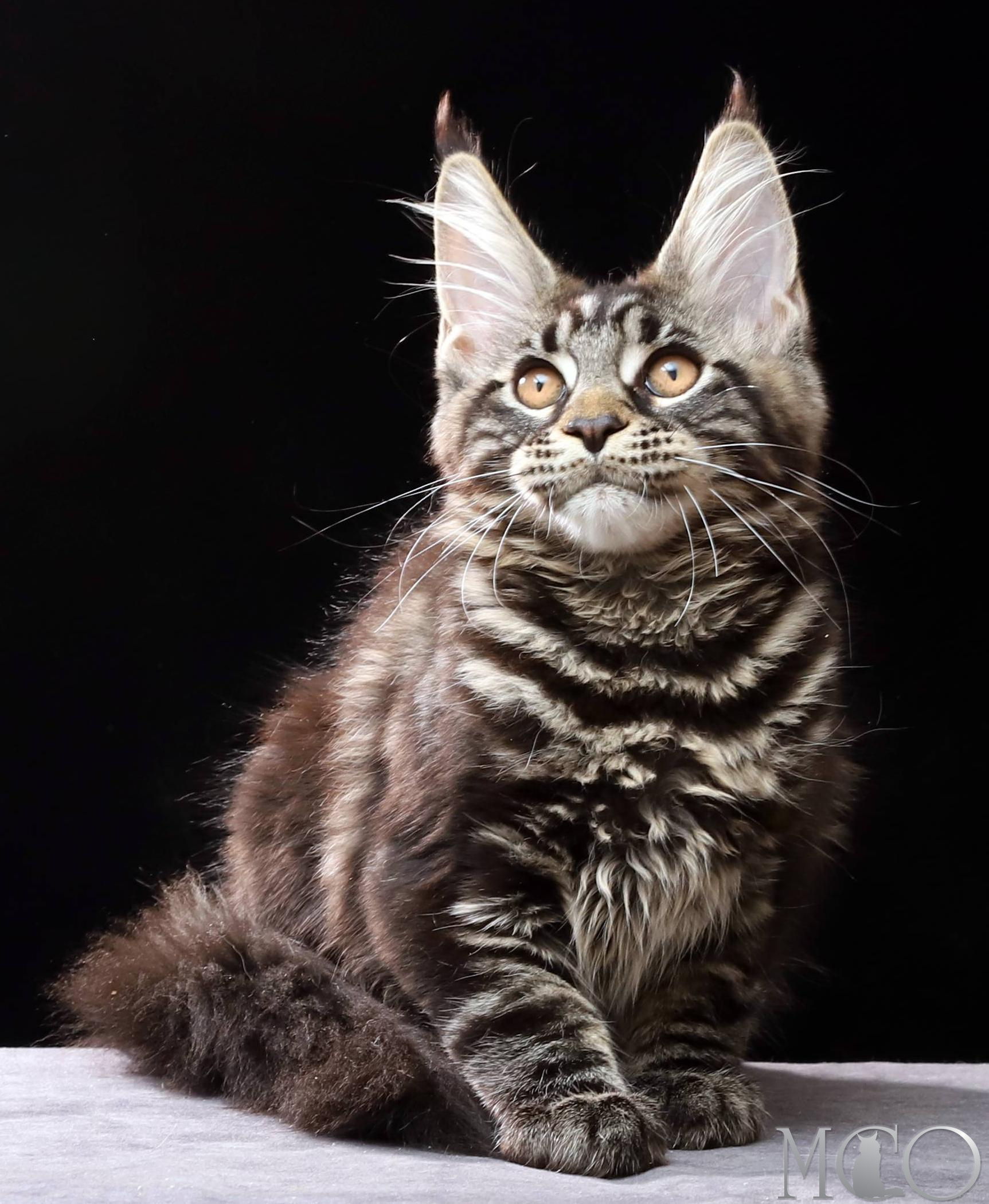 Купить котенка Мейн кун Clementina, n 22