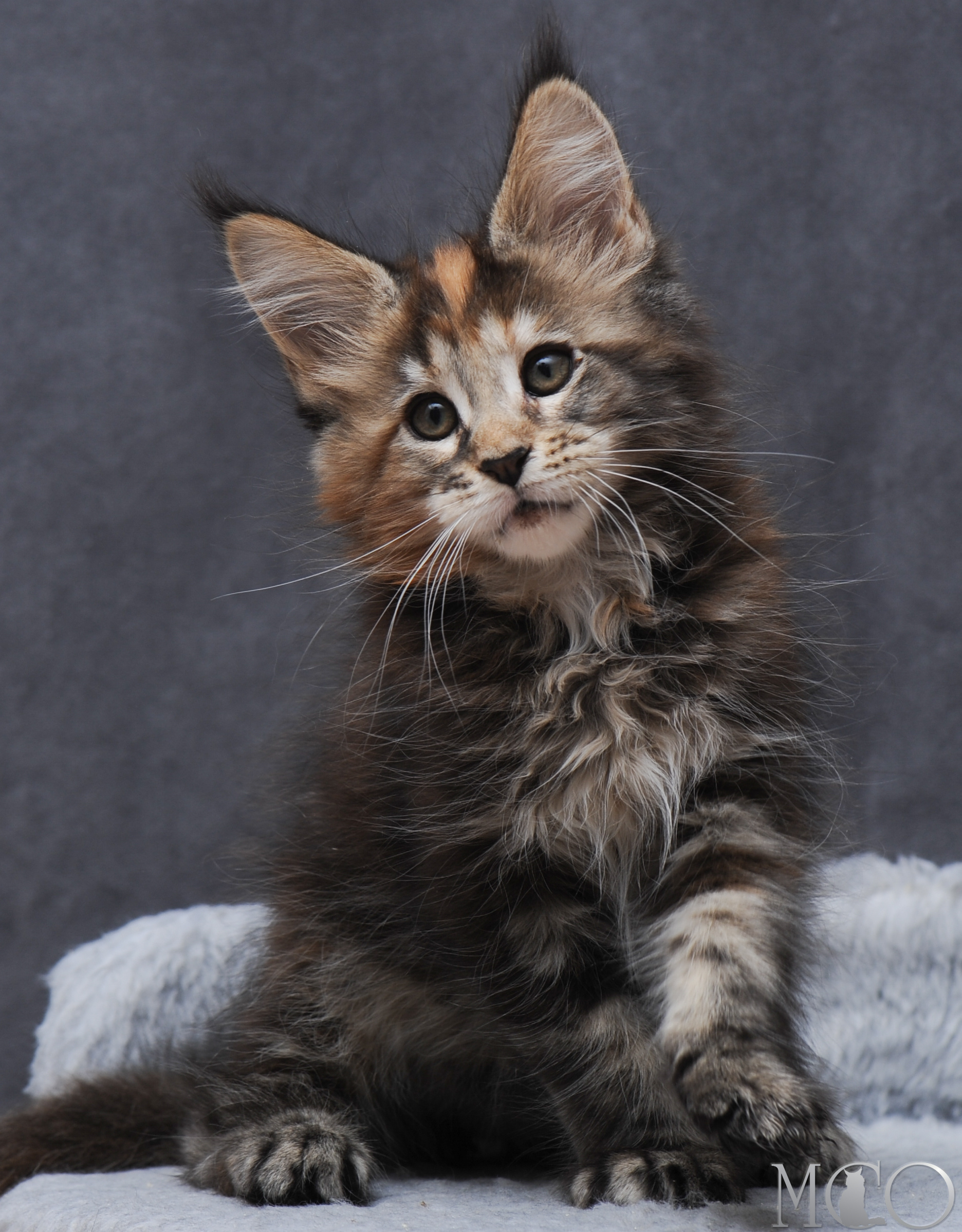 Купить котенка Мейн кун Gretta, f 22