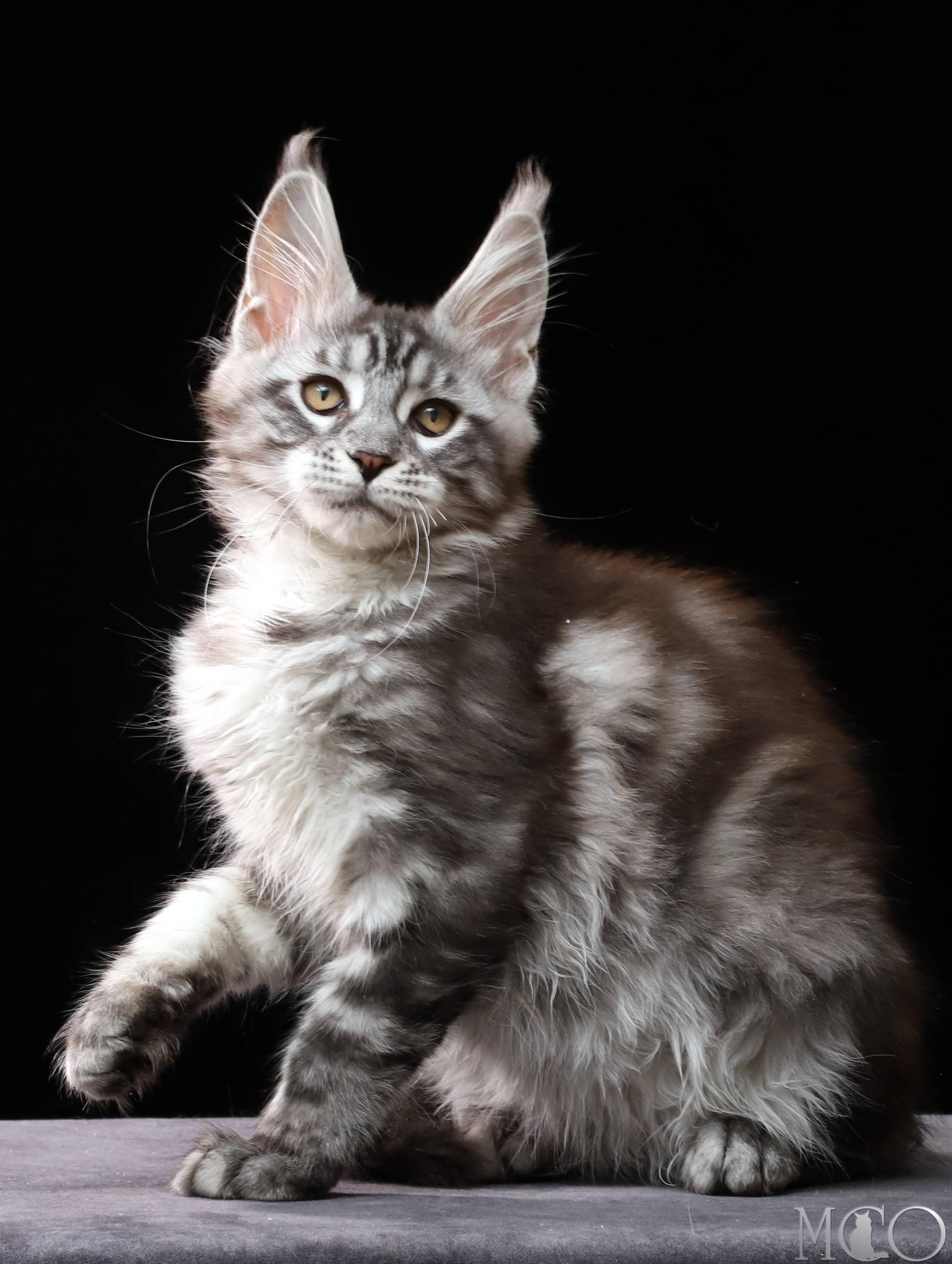 Купить котенка Мейн кун Cameron, ns 22