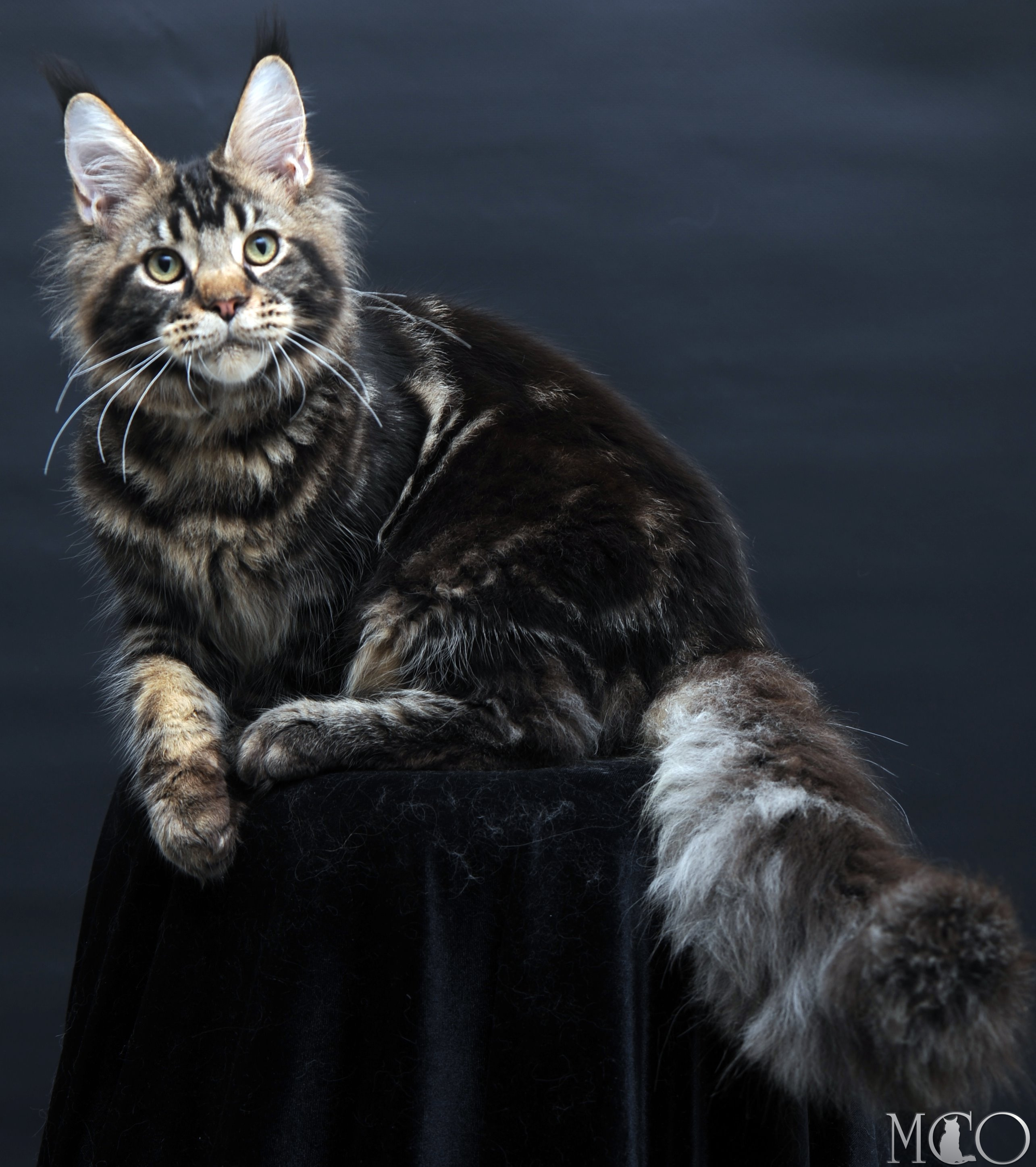Купить котенка Мейн кун Elvis, n 22