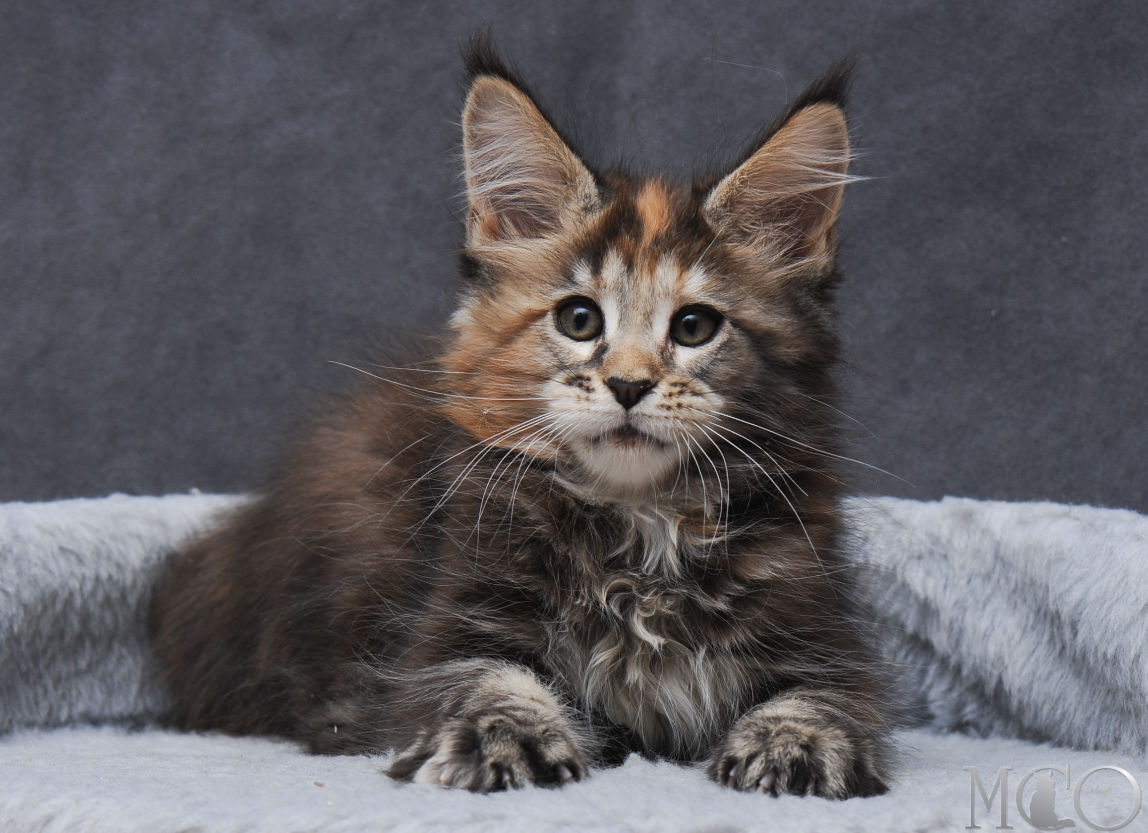 Купить котенка Мейн кун Gretta, f 22