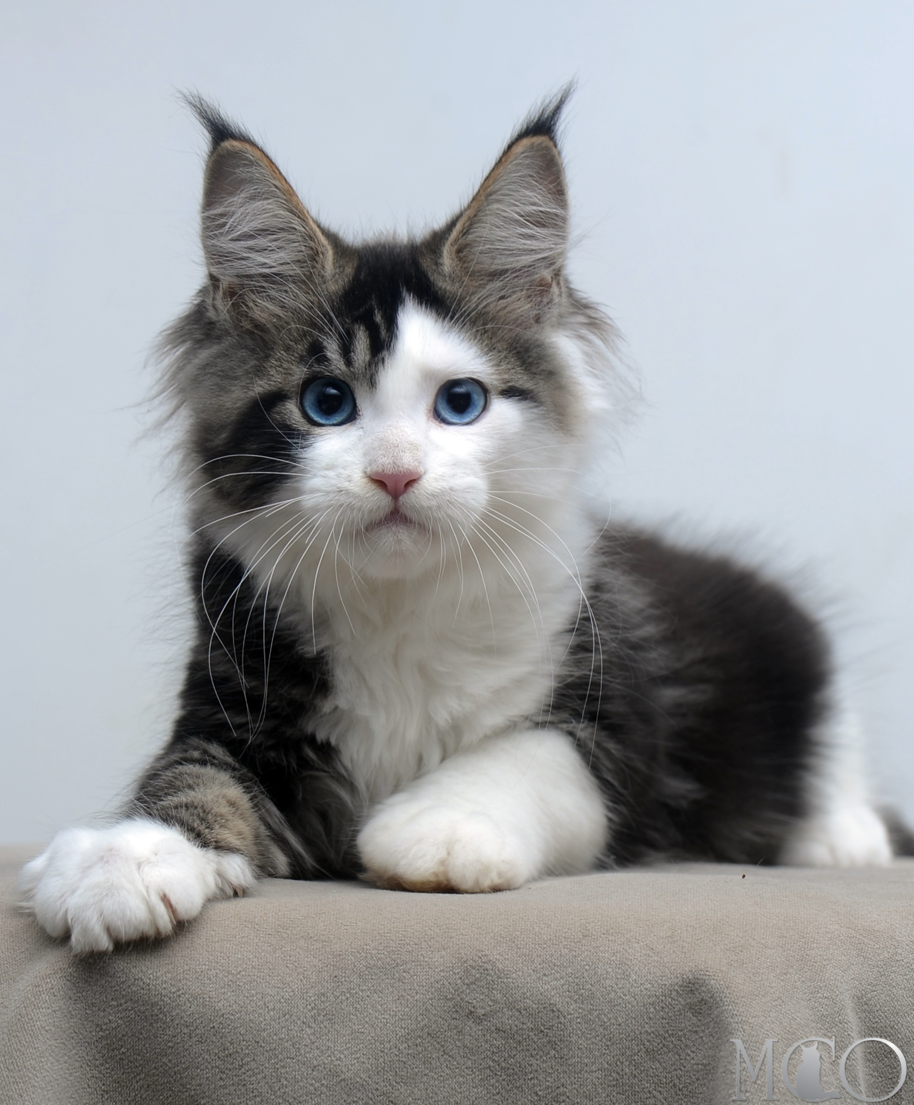 Купить котенка Мейн кун Vanessa (Голубоглазая), n2203