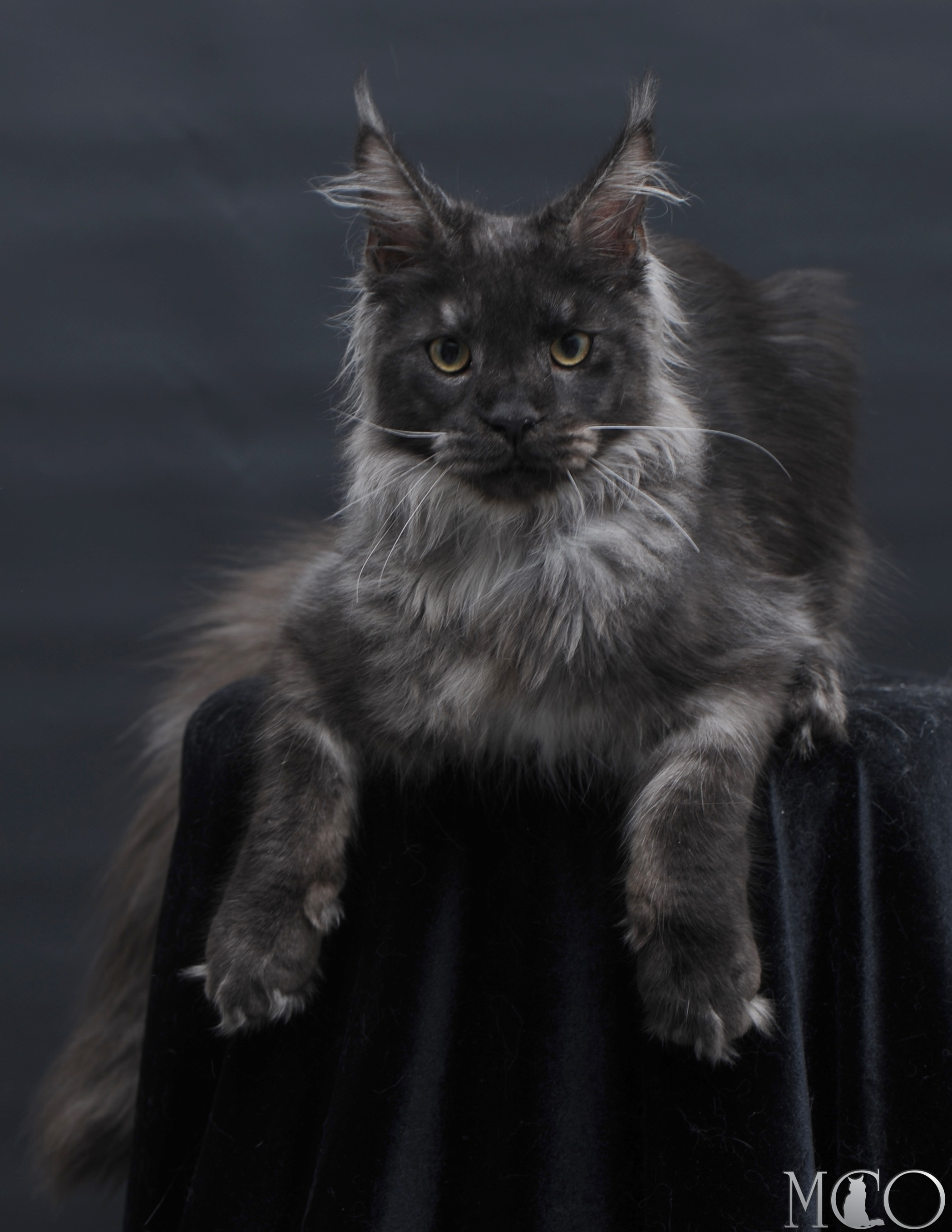Купить котенка Мейн кун Diamond, ns