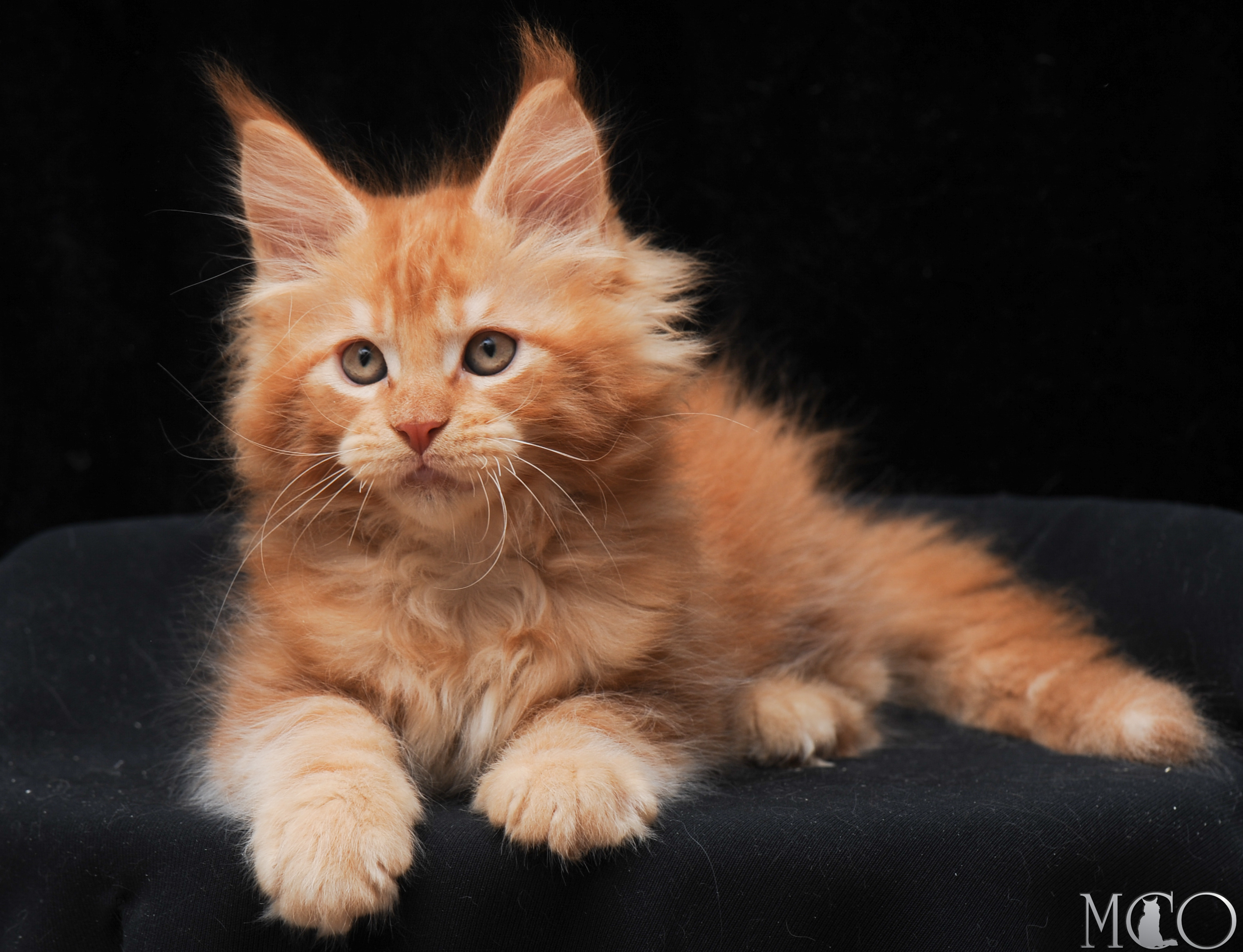 Купить котенка Мейн кун Elegant, d