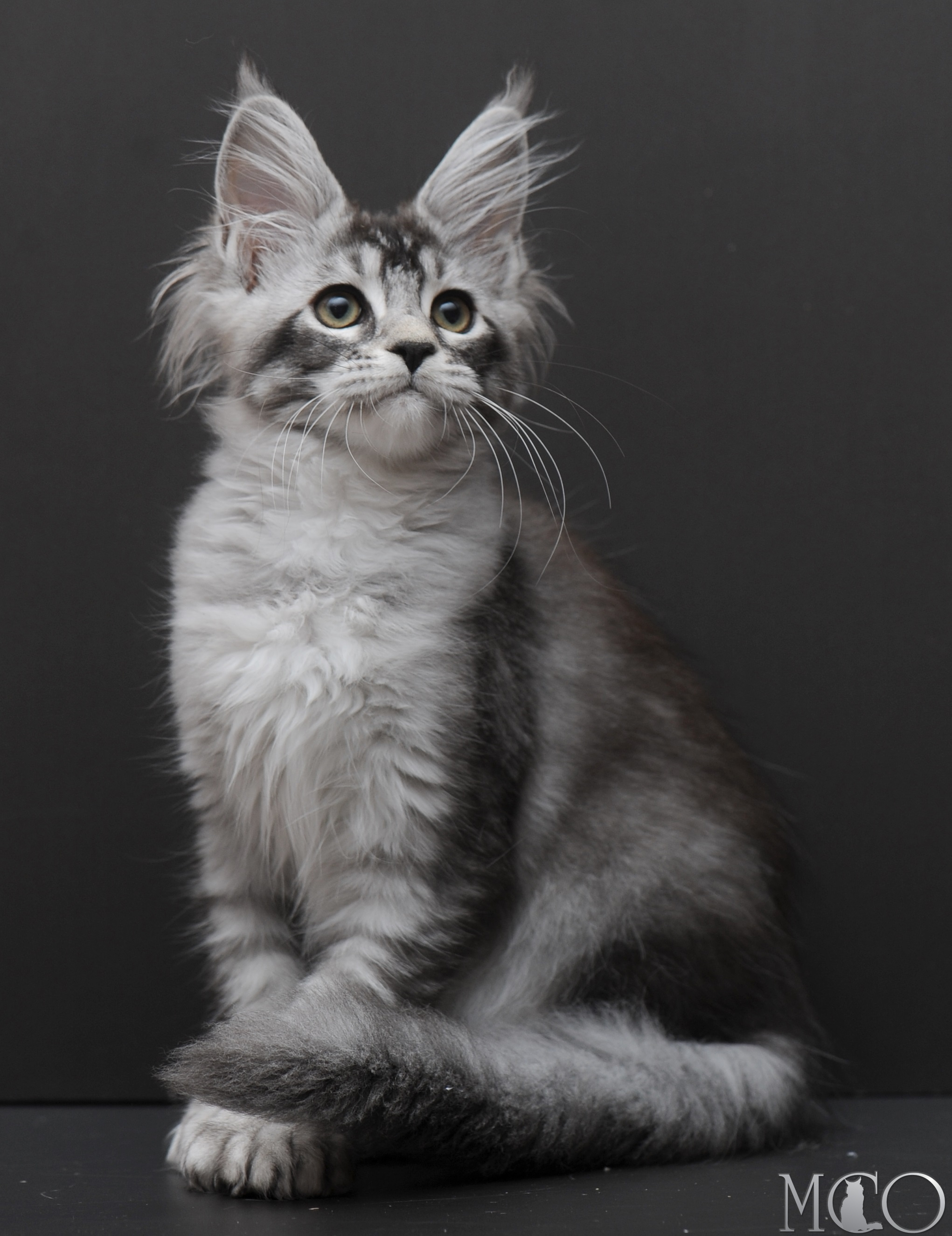 Купить котенка Мейн кун Kalila, ns 25