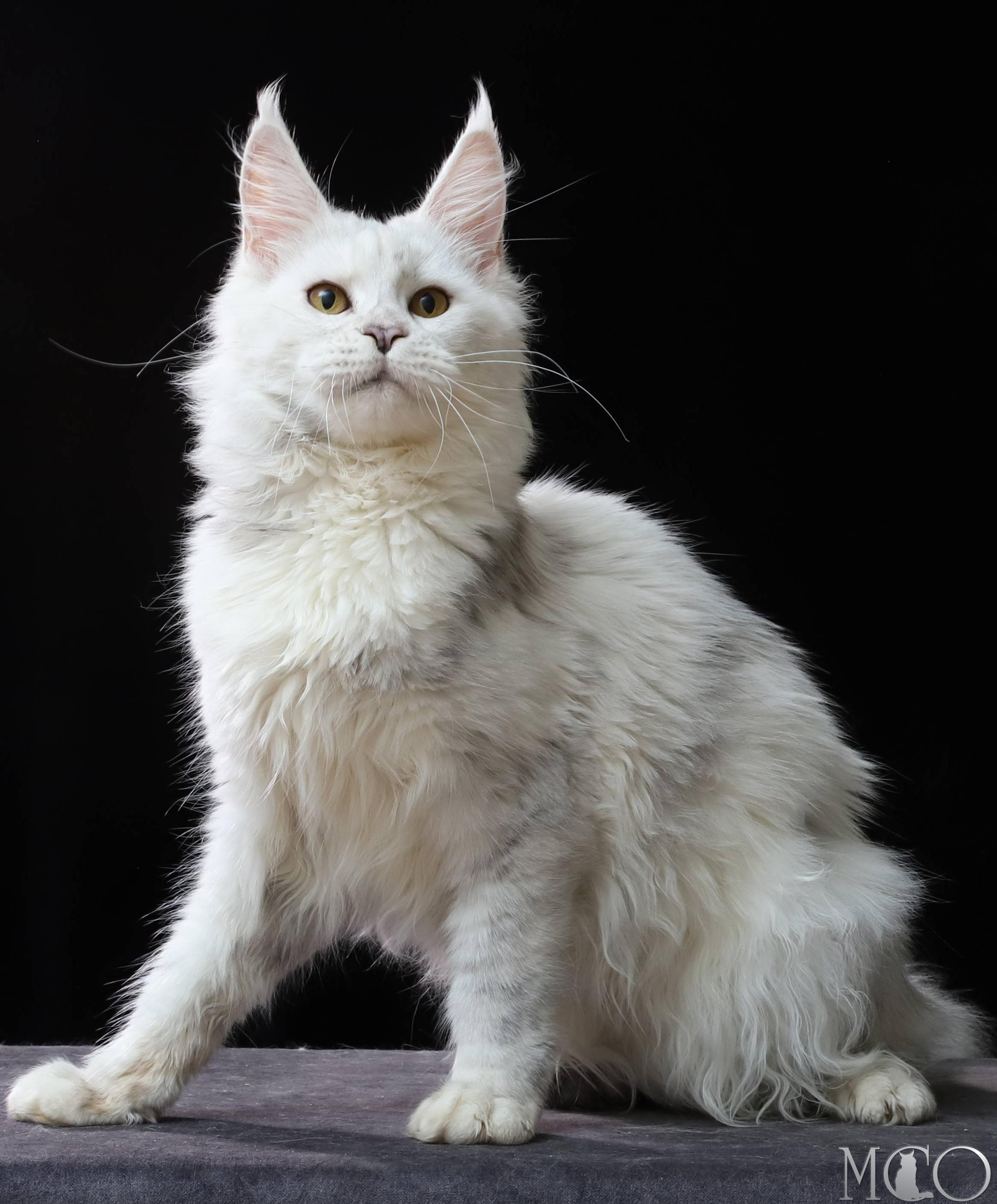 Купить котенка Мейн кун Mira, gs 11